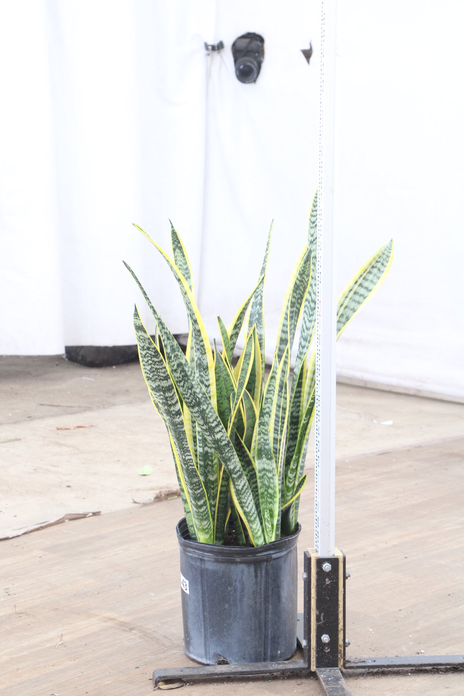 real indoor plants near me Buy Snake Plant (trifasciata) Online | Large Indoor Plant
