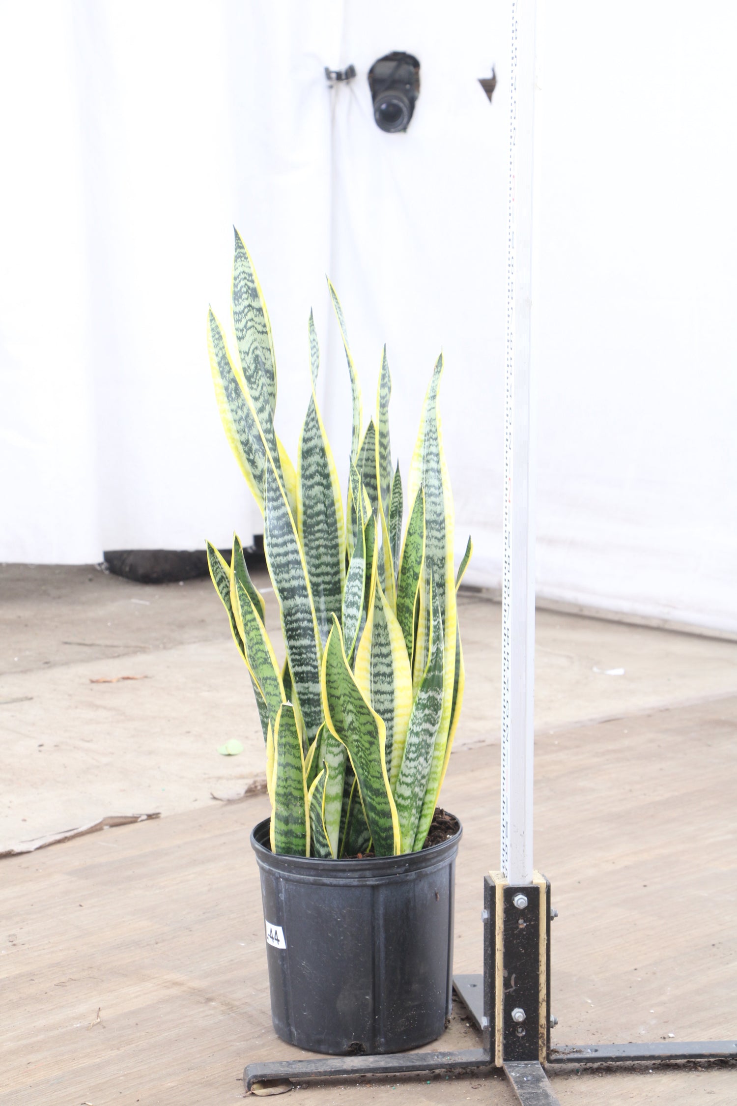buy large snake plant online Large Snake Plant (trifasciata)
