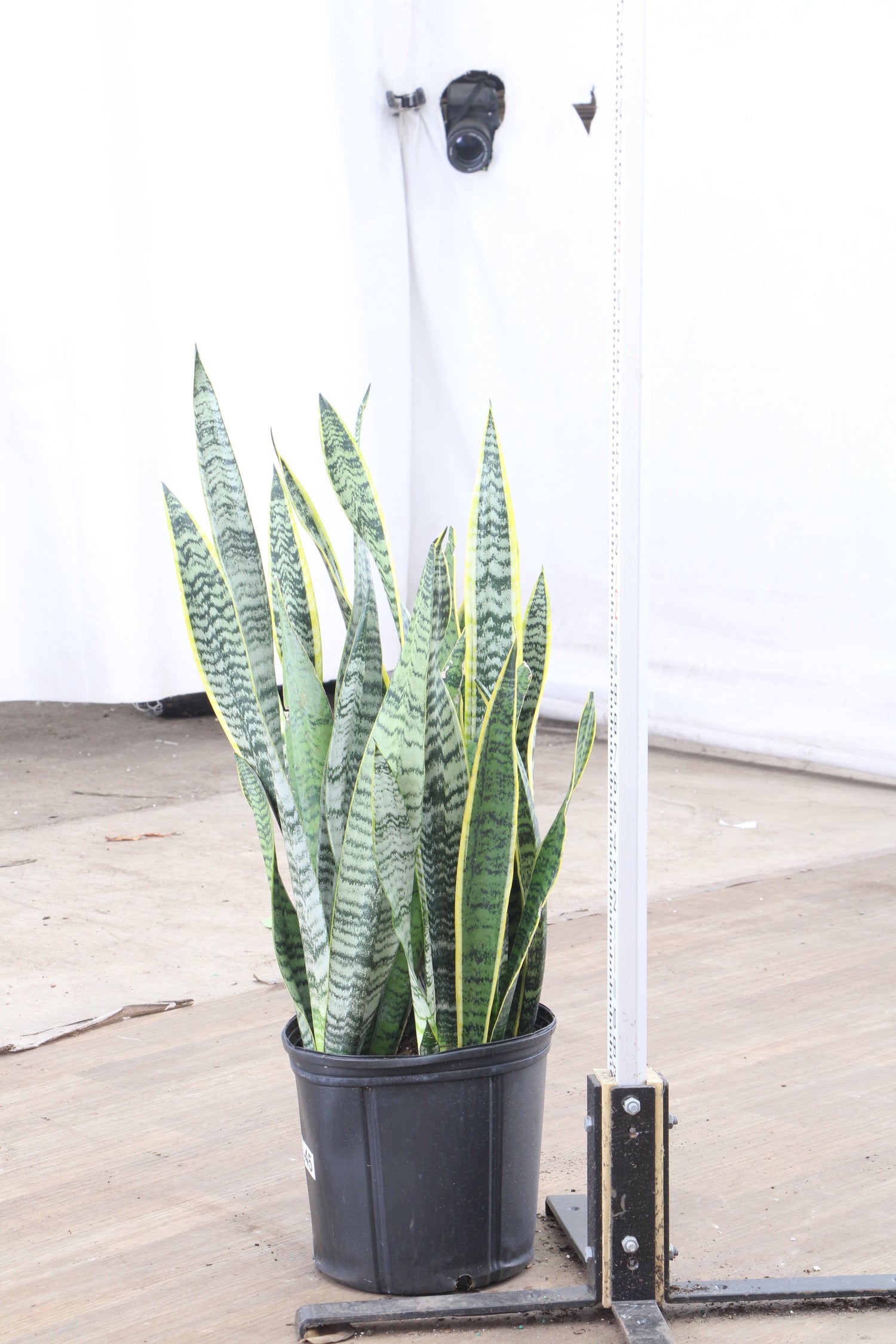 flat snake plant Buy Snake Plant (trifasciata) Online | Large Indoor Plant