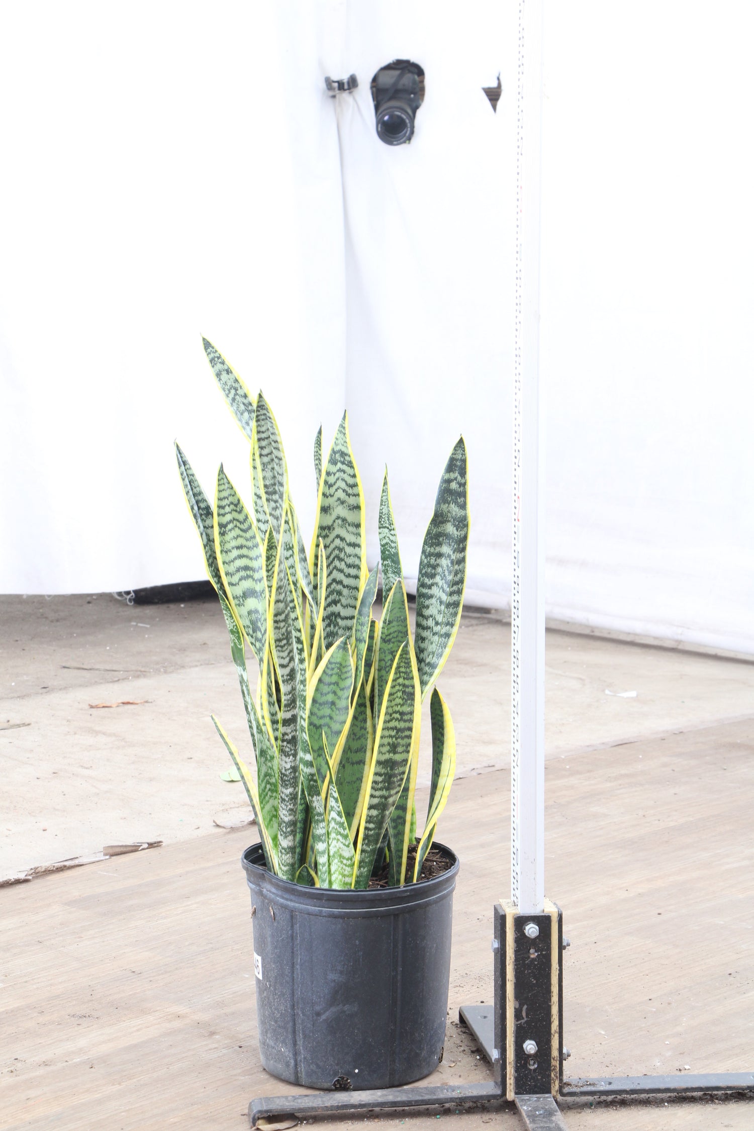massive snake plant Buy Snake Plant (trifasciata) Online | Large Indoor Plant