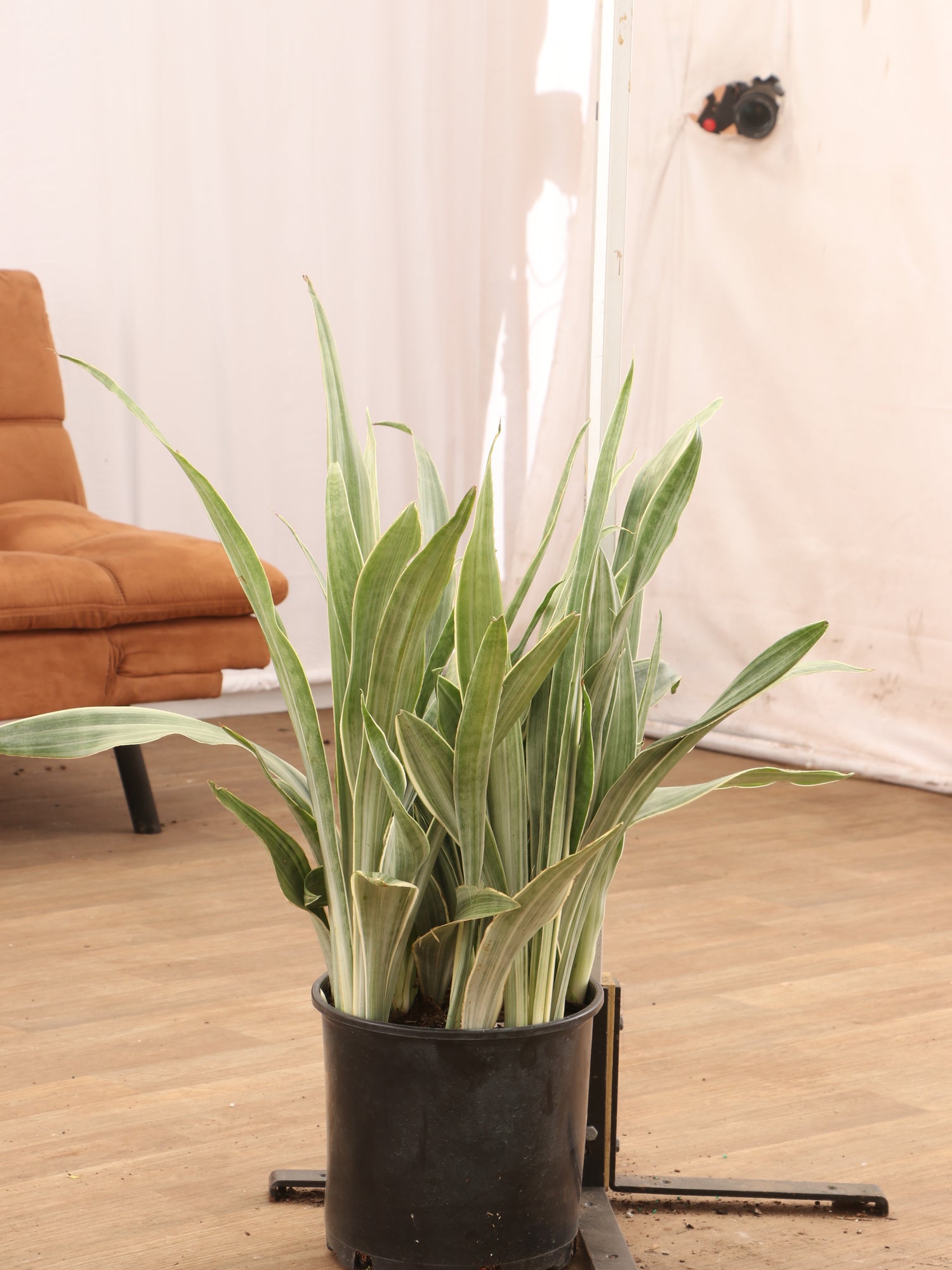 siam silver snake plant Buy Snake Plant 'Sayuri' Online | Rare Indoor Plant