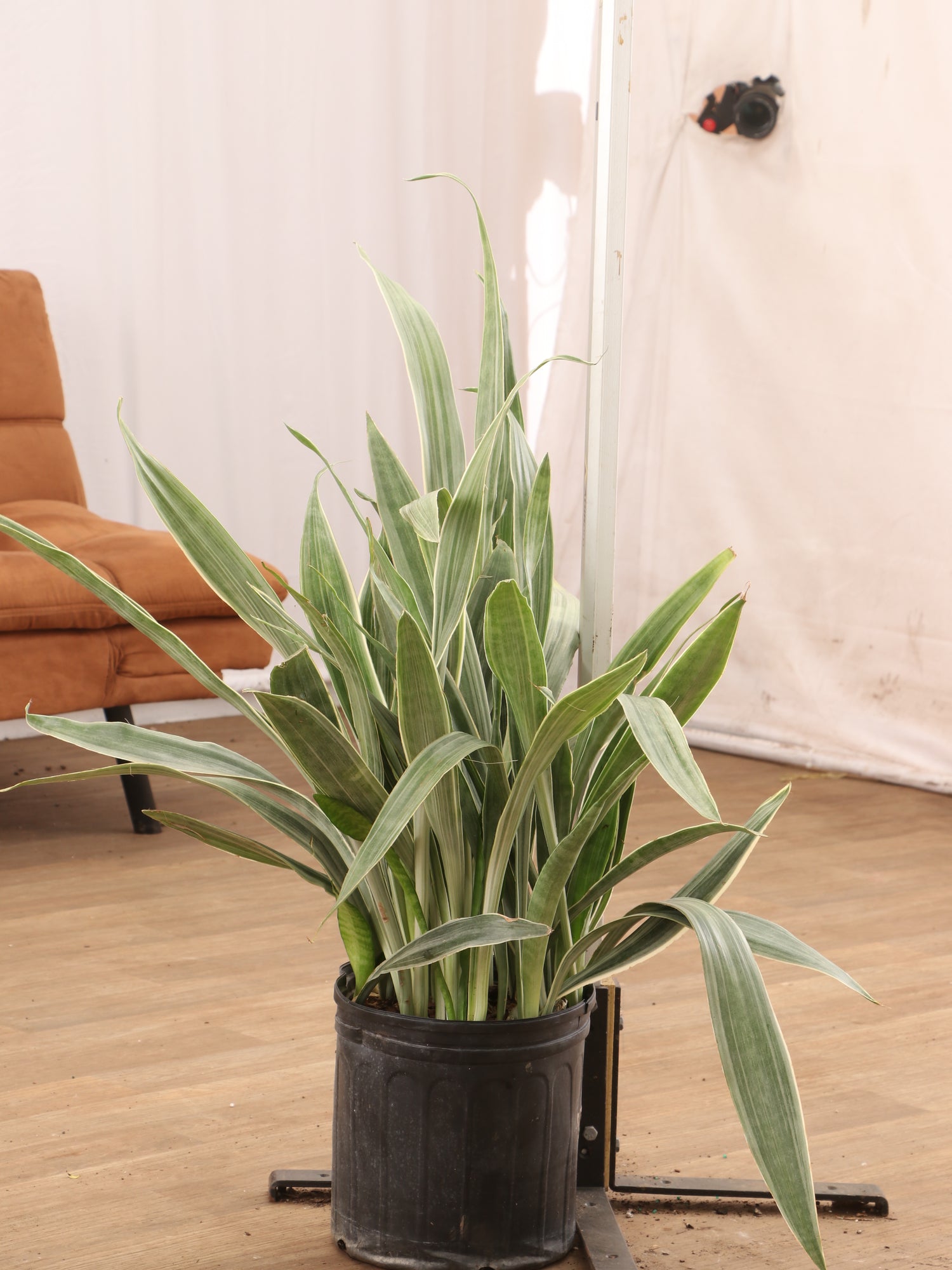 dracaena sayuri Buy Snake Plant 'Sayuri' Online | Rare Indoor Plant
