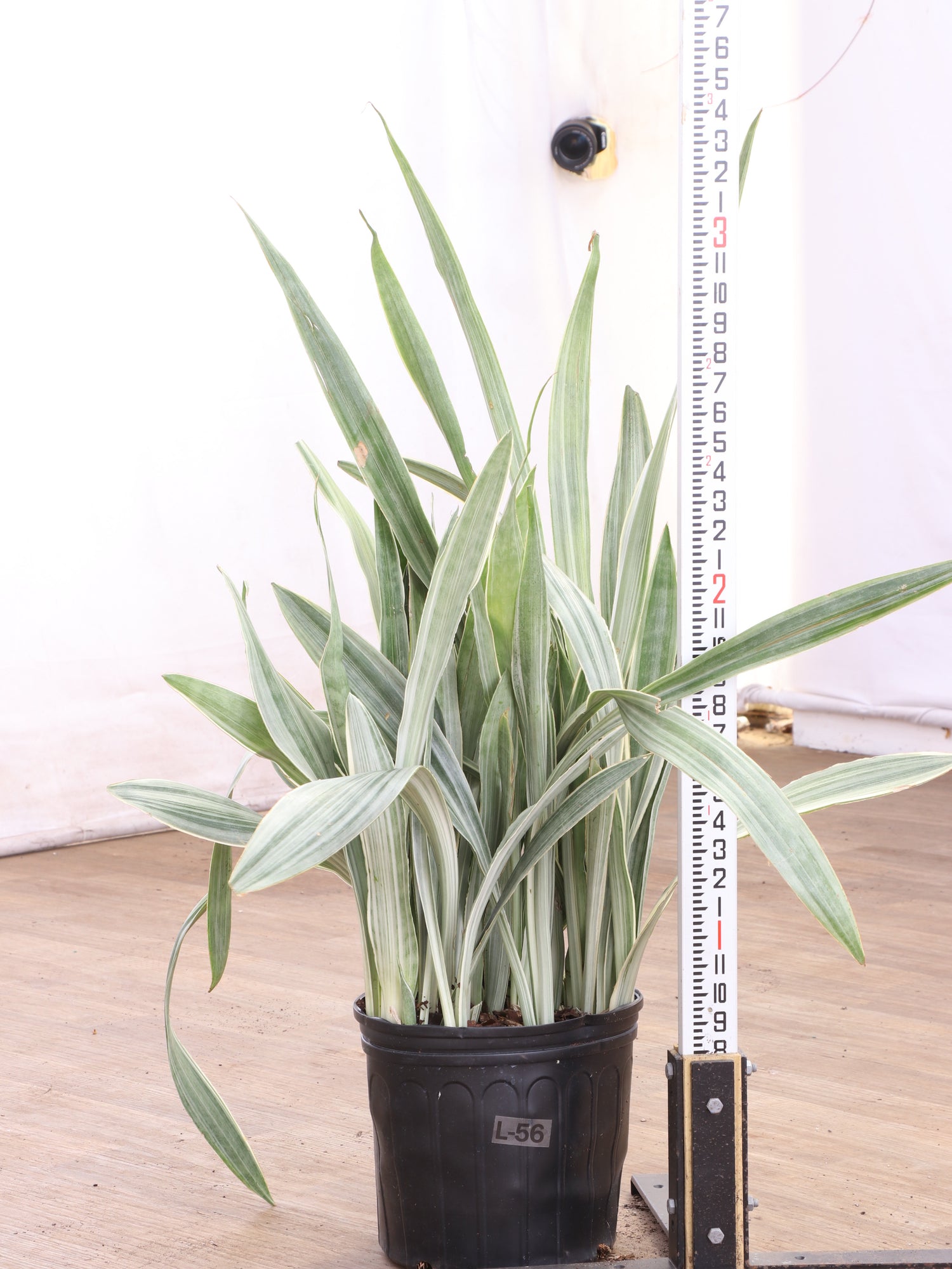 sayuri snake plant Buy Snake Plant 'Sayuri' Online | Rare Indoor Plant