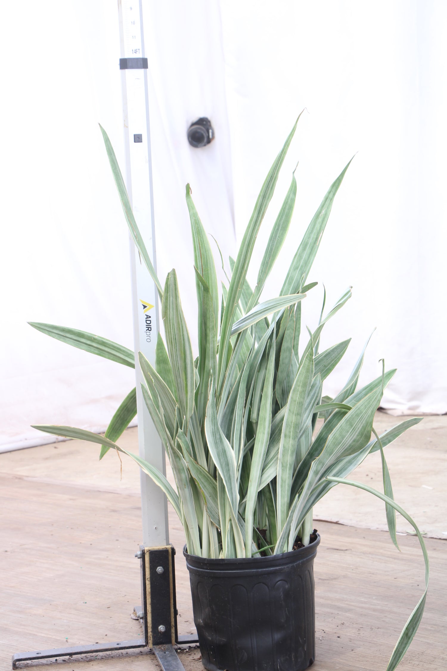 tall ceramic plant pots Blue Double Rim Ceramic Planter