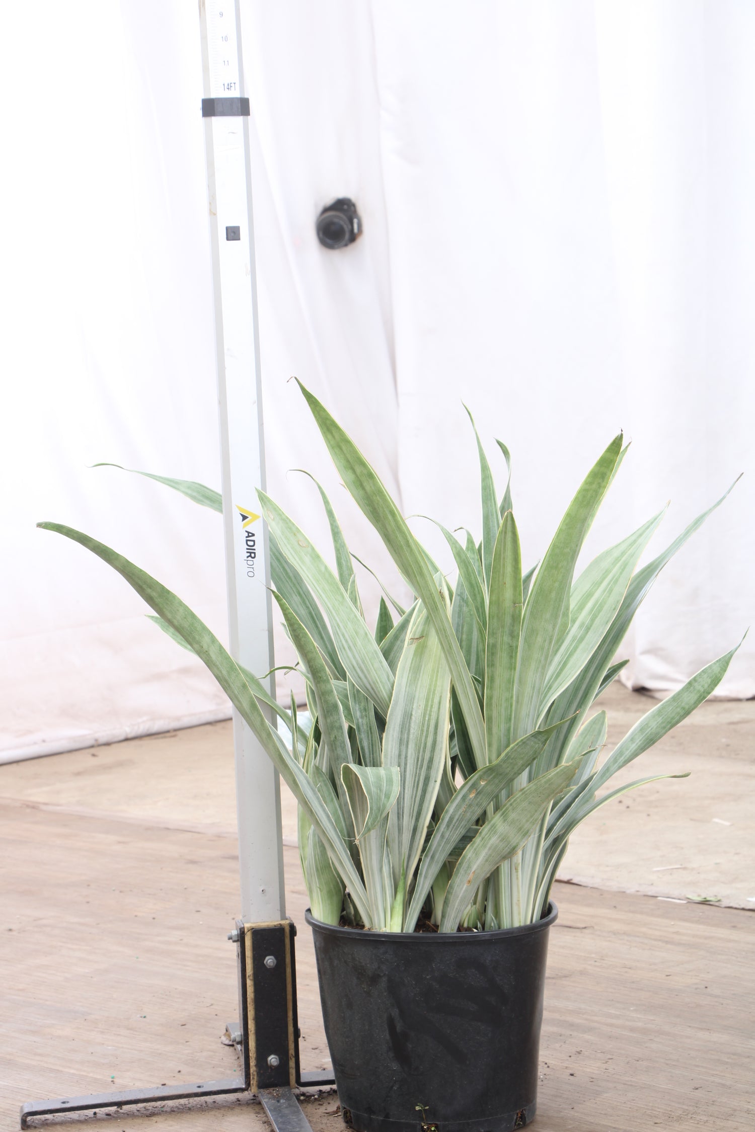 sansevieria siam silver Buy Snake Plant 'Sayuri' Online | Rare Indoor Plant