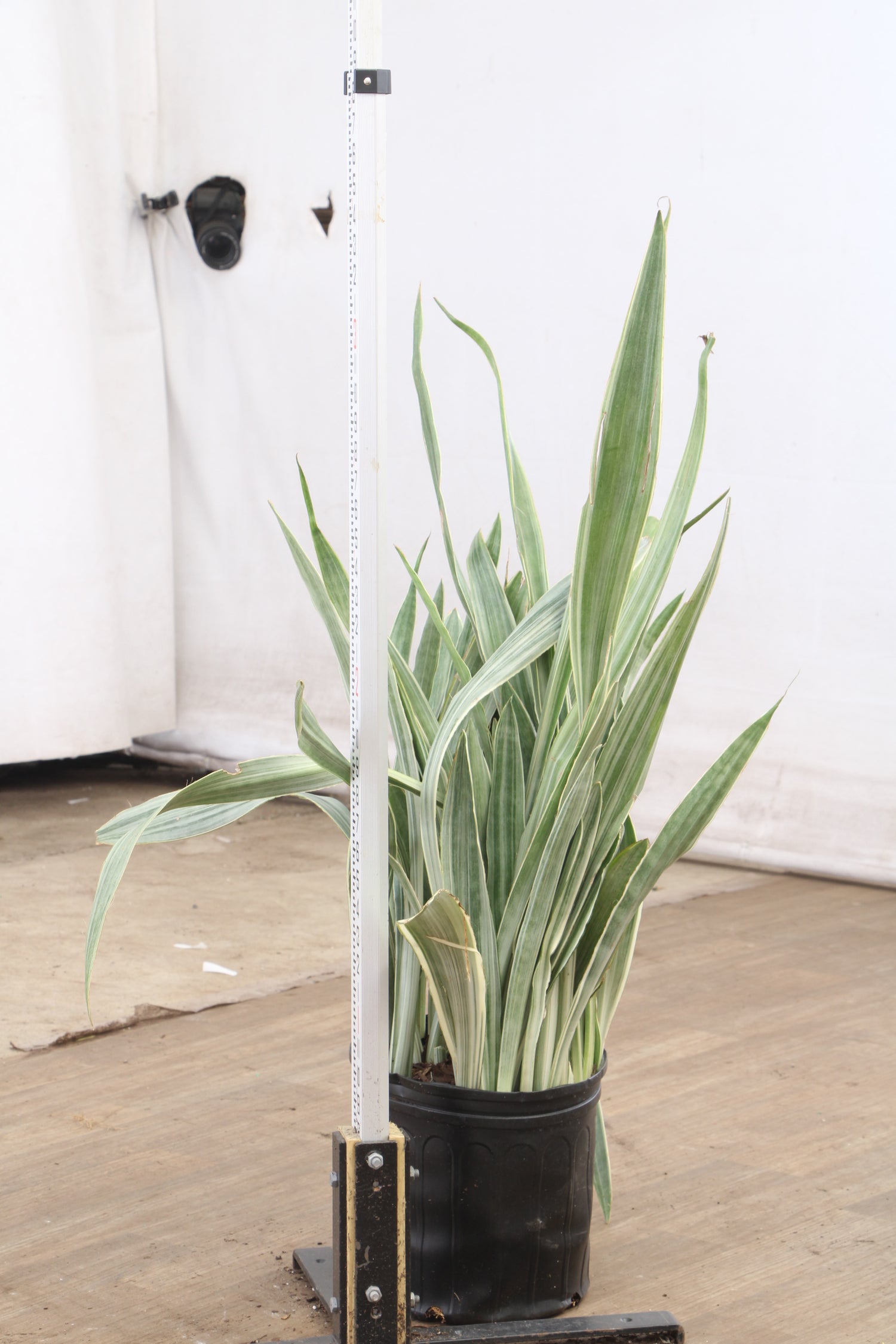 3-5 FT Snake Plant 'Sayuri' – Dahing Plants