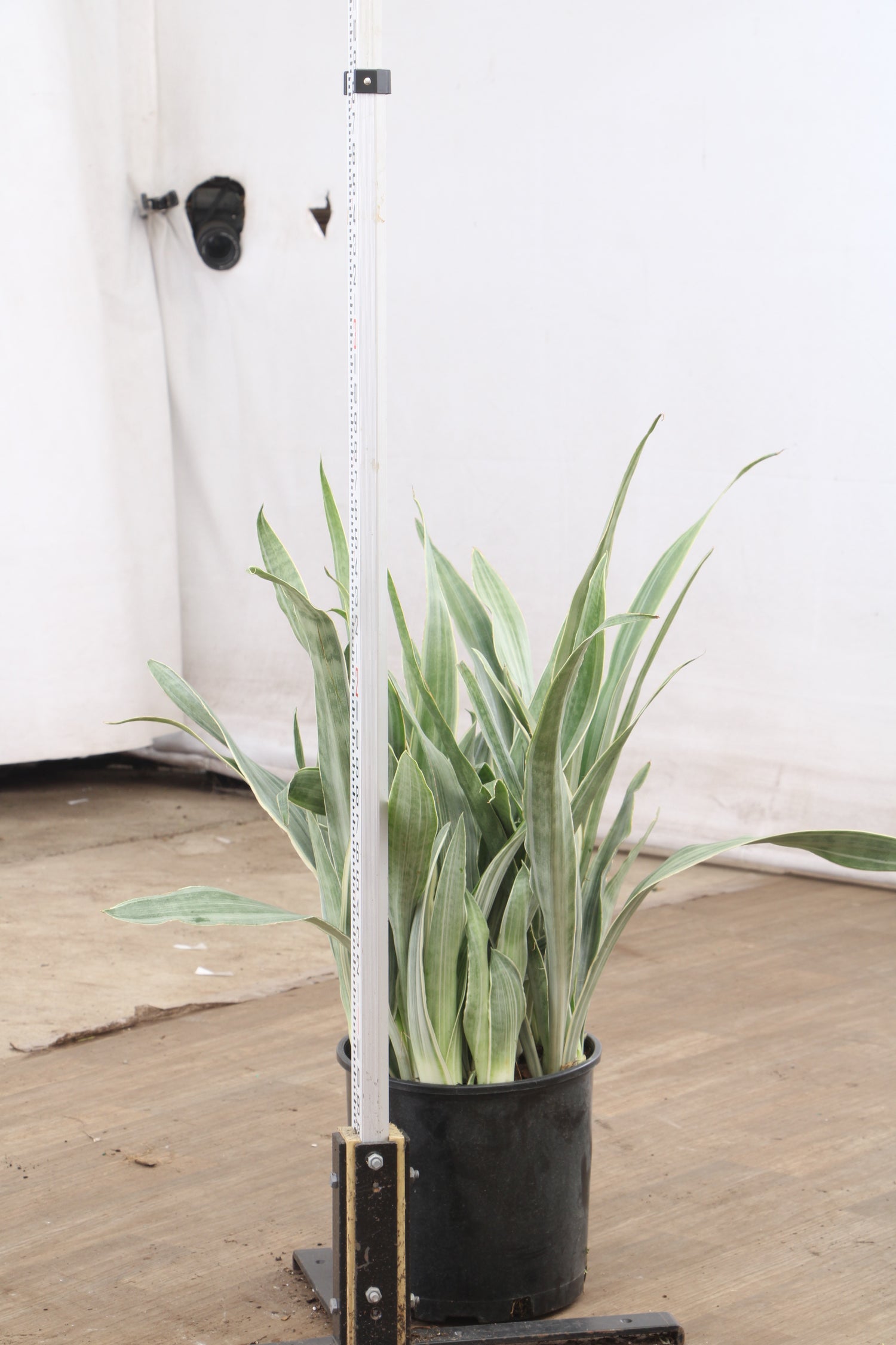 buy snake plant philippines 3-5 FT Snake Plant 'Sayuri' – Dahing Plants