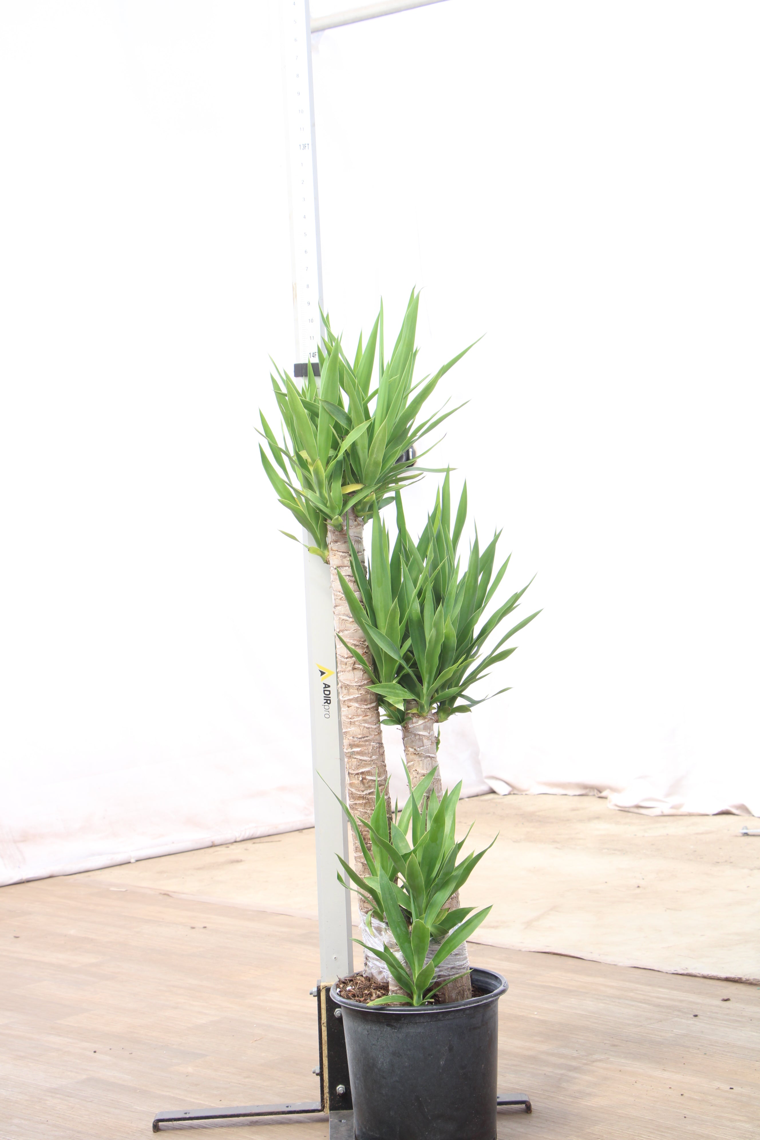 Buy Large Yucca Cane Online | Large Indoor Plant | Dahing Plants