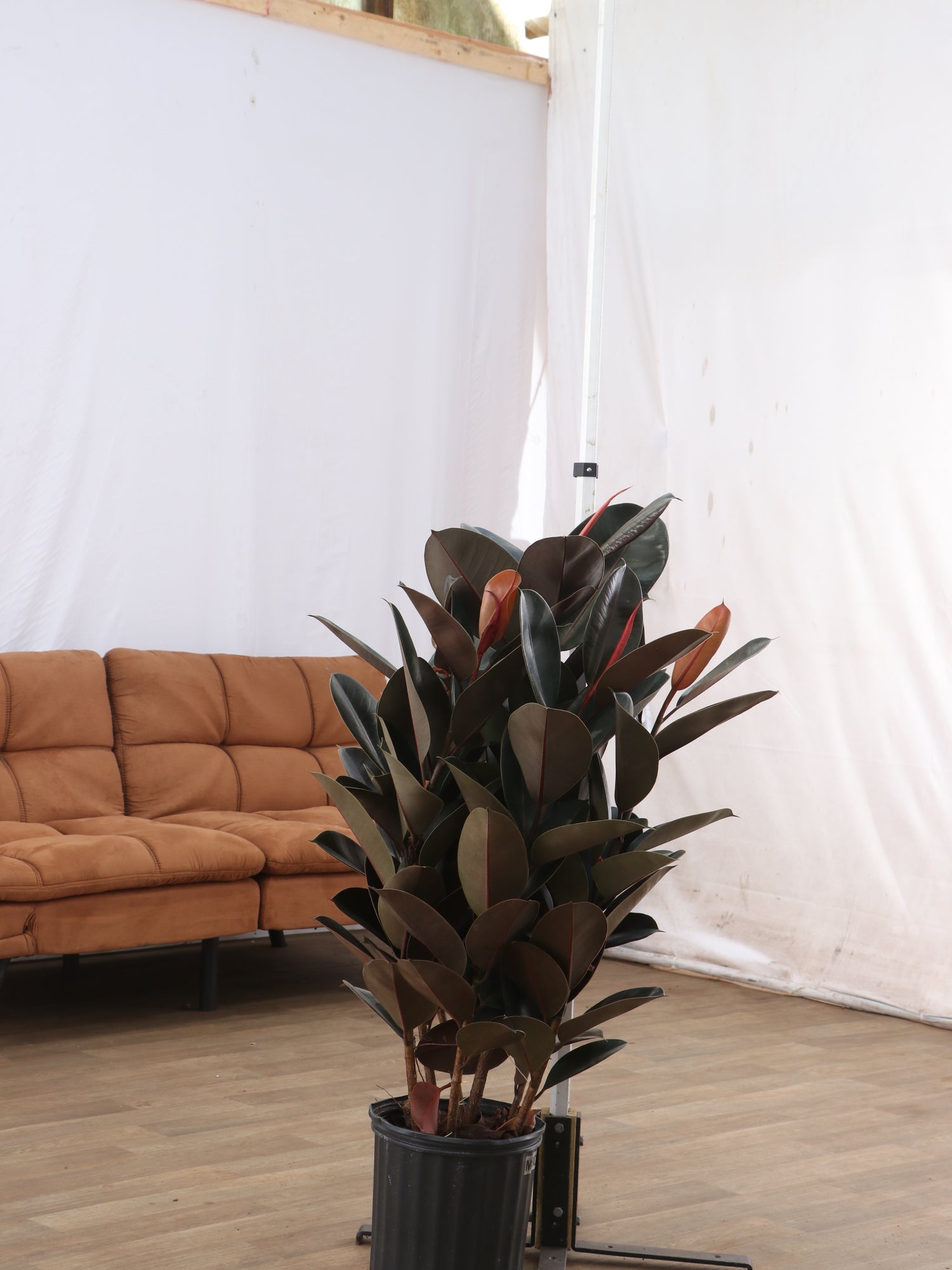 extra large rubber tree Buy Large Rubber Tree Bush Online | Large Indoor Plant