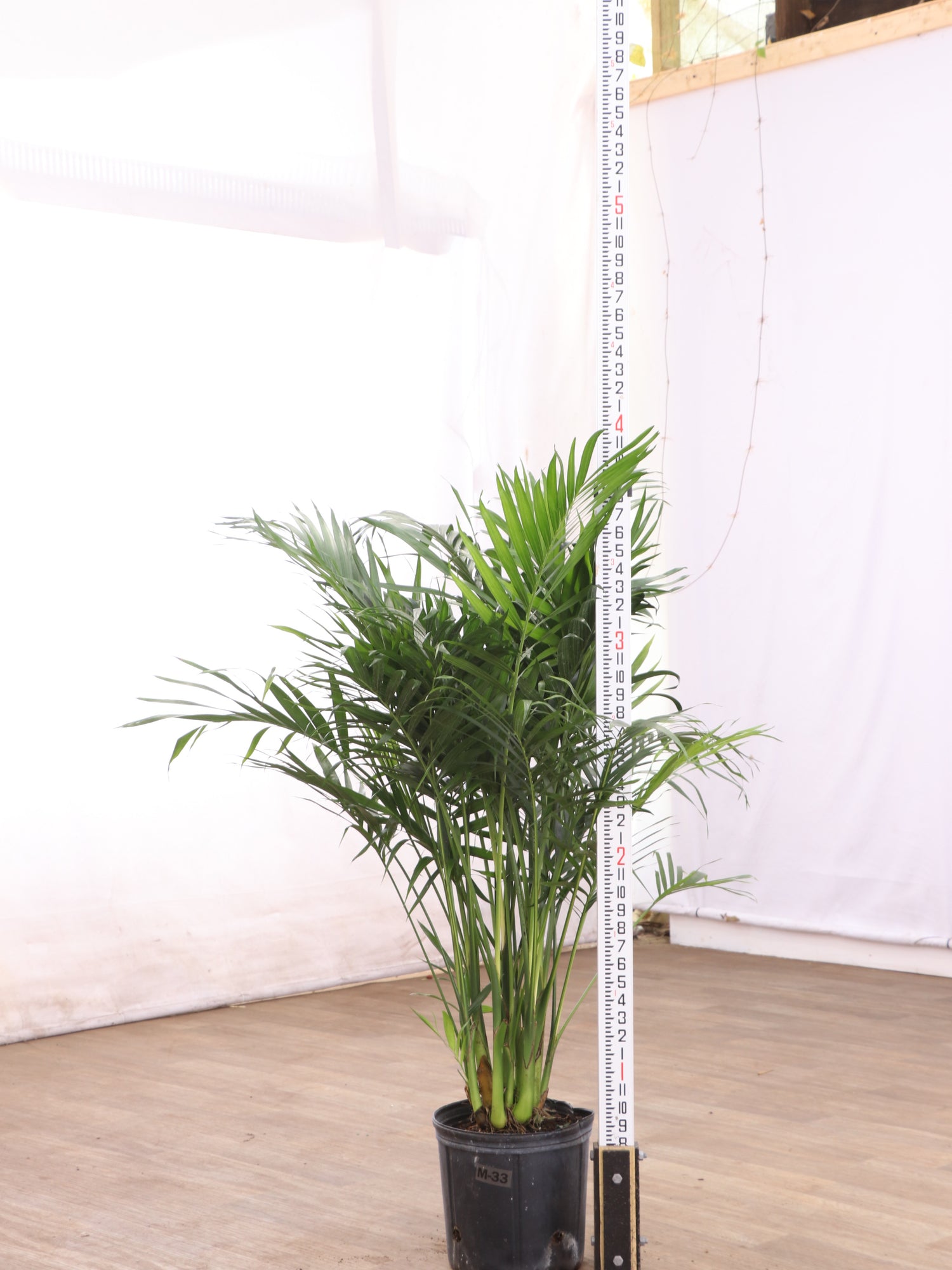 buy cat palm Large Cat Palm