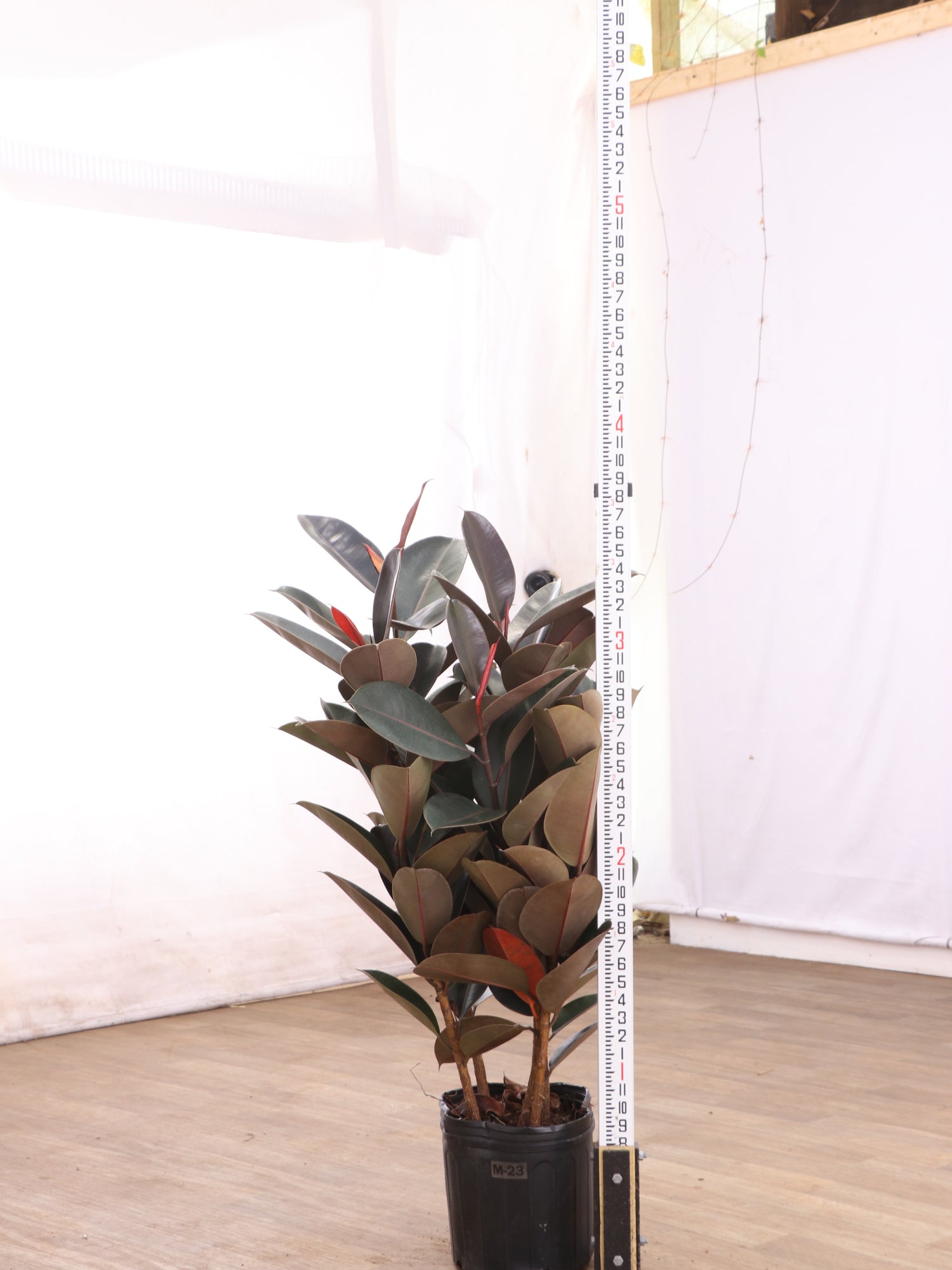 rubber tree for sale near me Buy Large Rubber Tree Bush Online | Large Indoor Plant