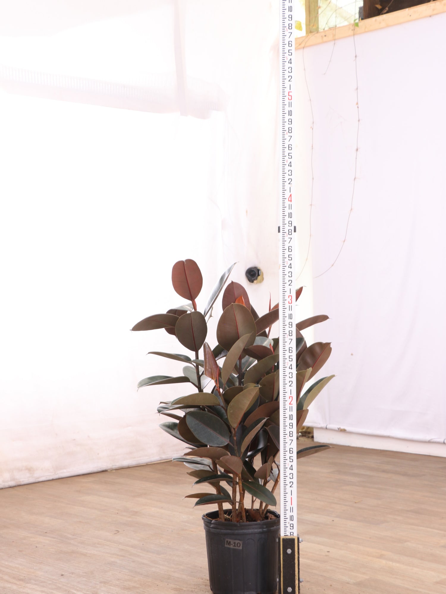 huge rubber tree Buy Large Rubber Tree Bush Online | Large Indoor Plant