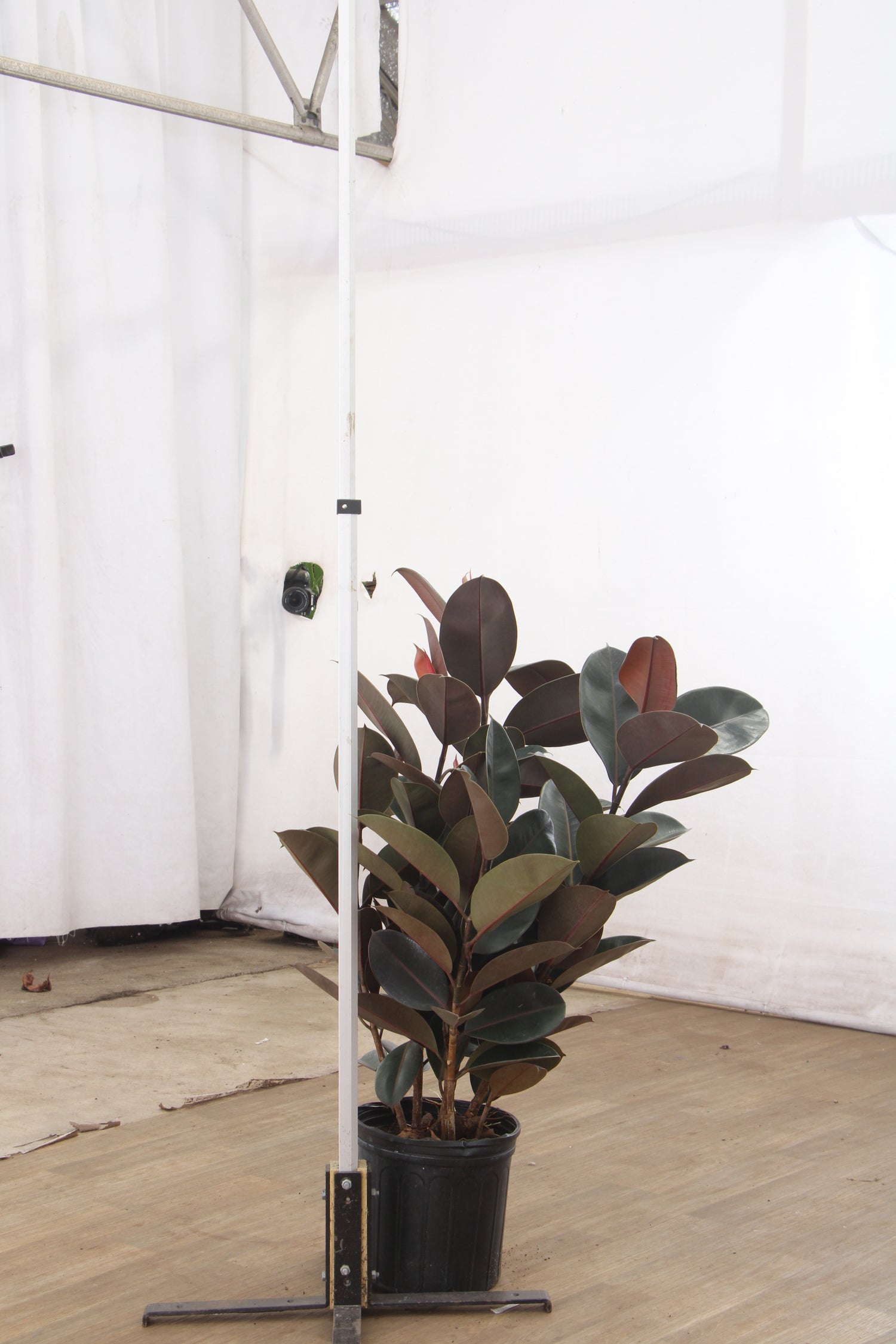 rubber tree nyc Buy Large Rubber Tree Bush Online | Large Indoor Plant
