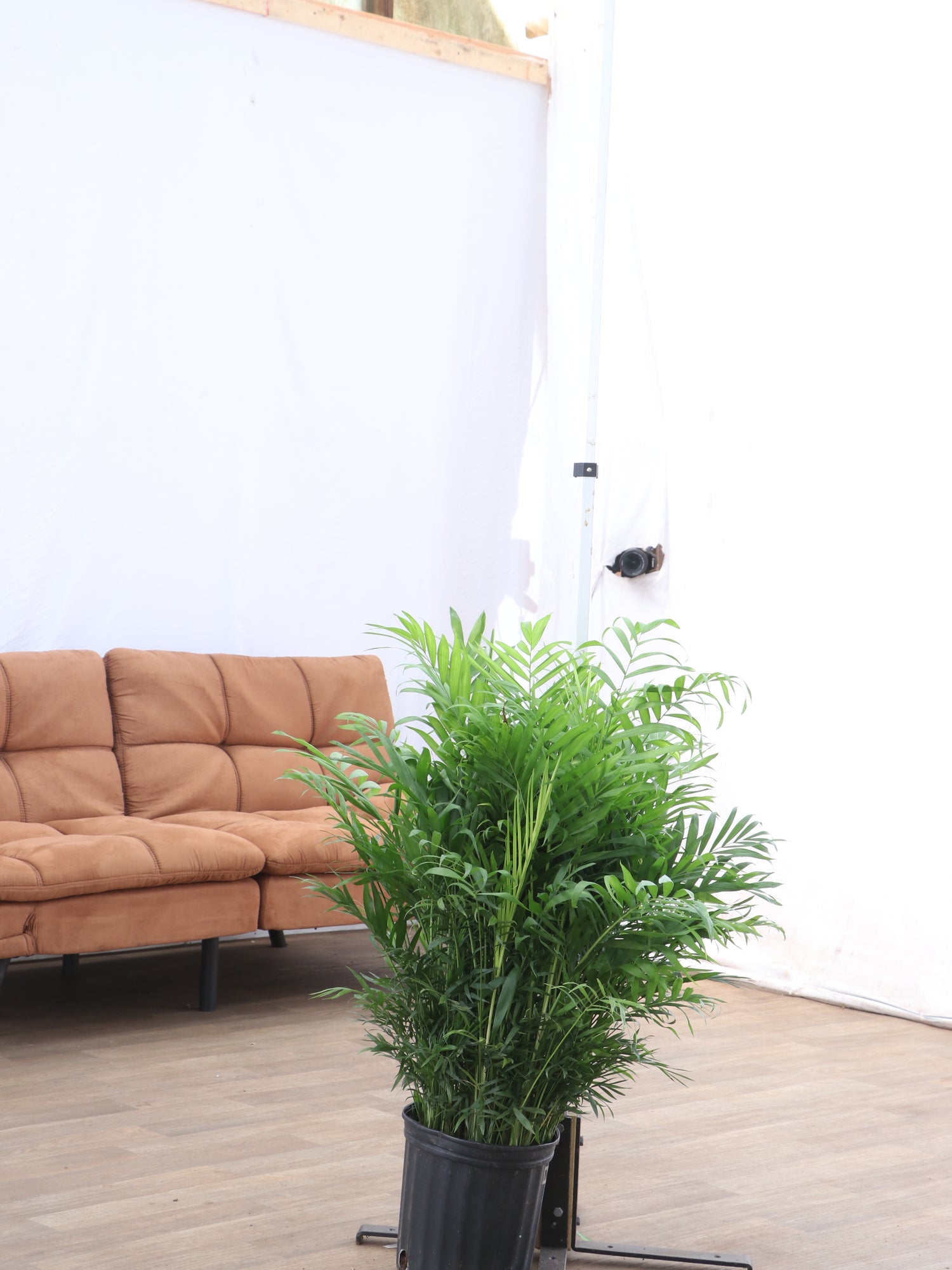 parlor palm walmart 3-5 FT Parlor Palm | Local NYC, NJ, CT, Boston, Providence, Washington DC, Baltimore, Philadelphia, Princeton, Long Island, and Upstate NY Delivery