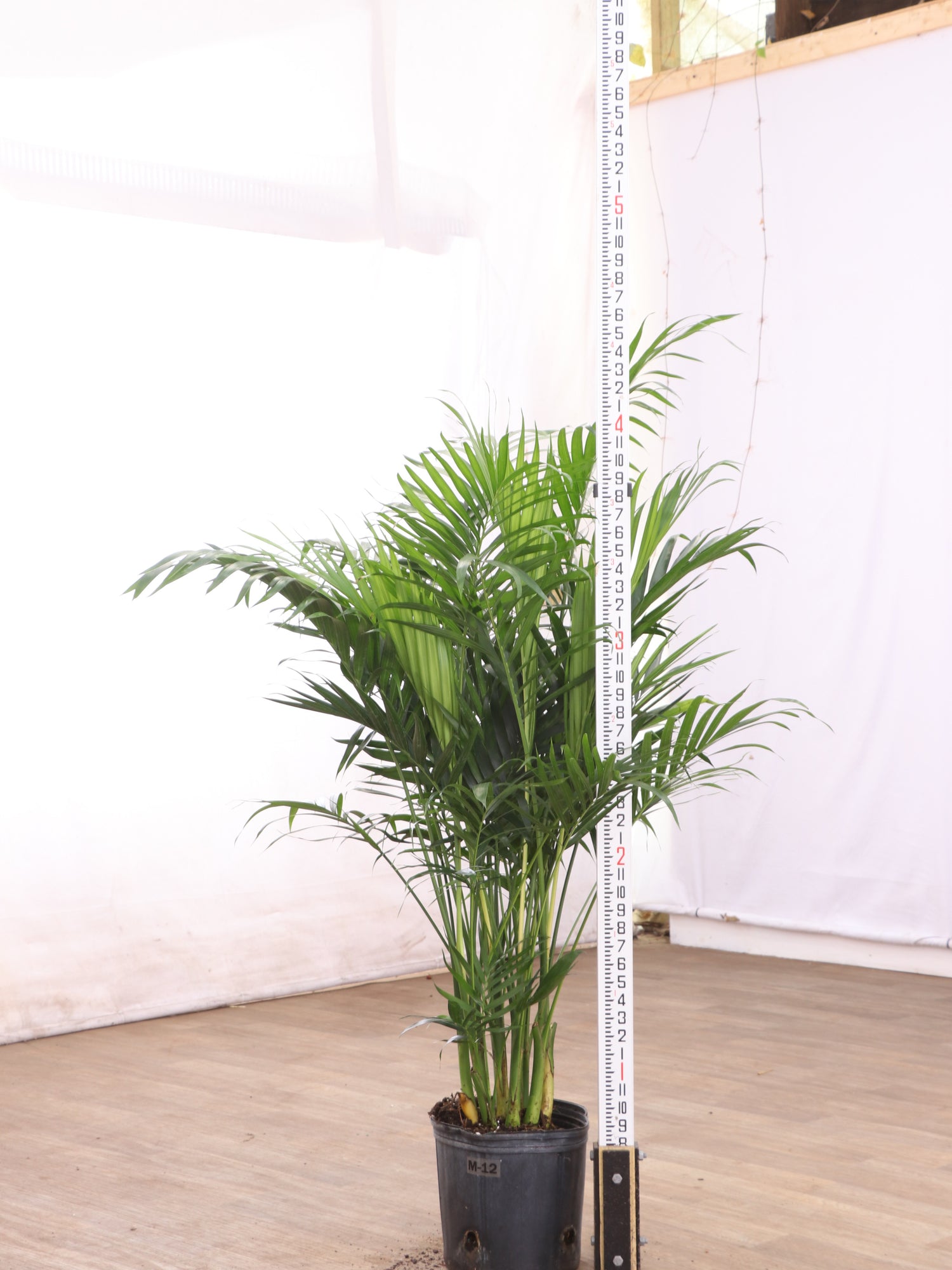 indoor tall palm plants Large Cat Palm