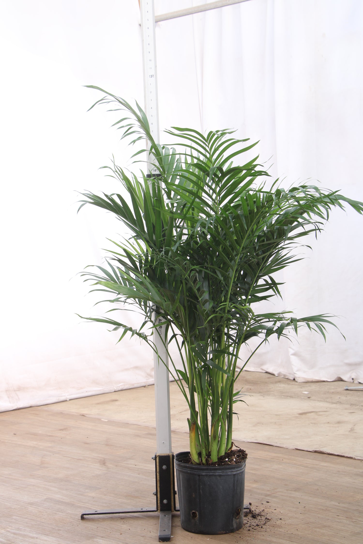 parlor palm vs cat palm Buy Large Cat Palm Online | Indoor Palm