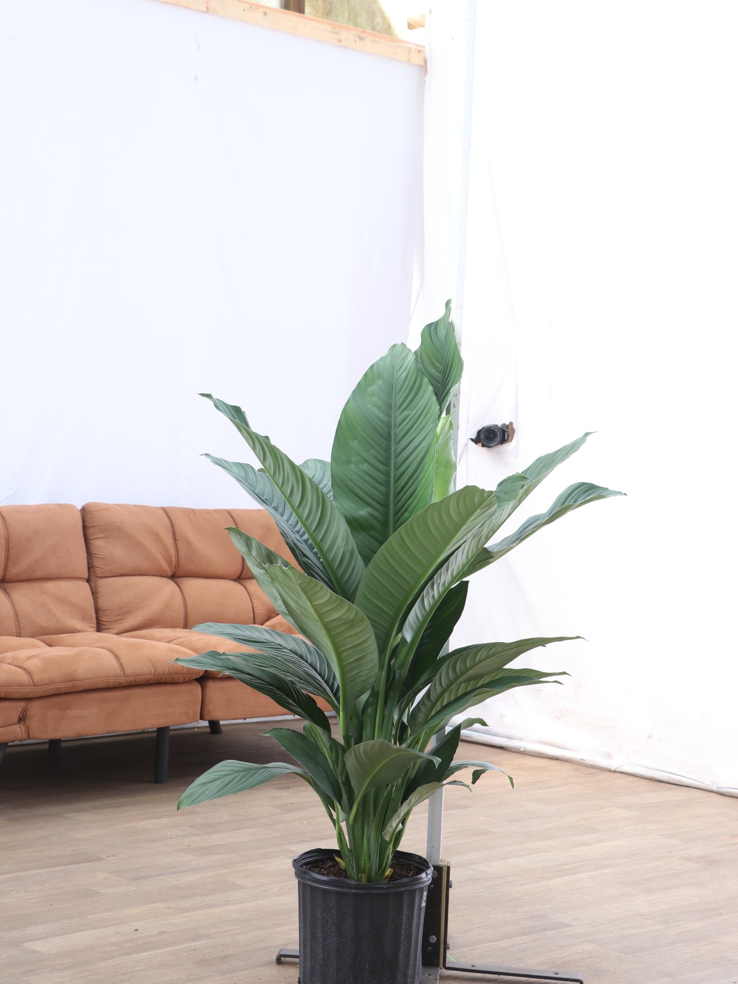 3-5 FT Sensation Peace Lily