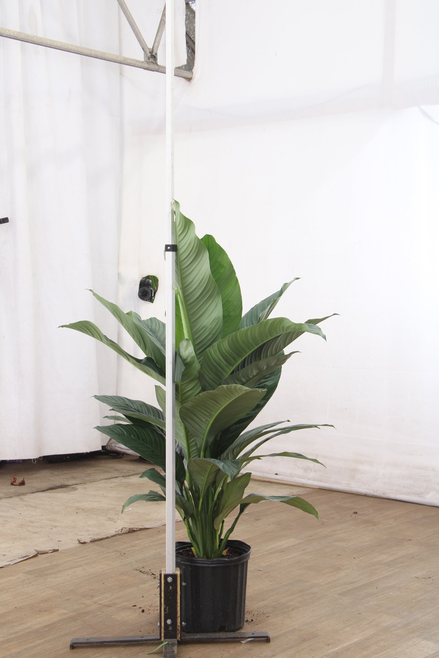 sensation plant indoor Buy Sensation Peace Lily Online | Large Indoor Plant
