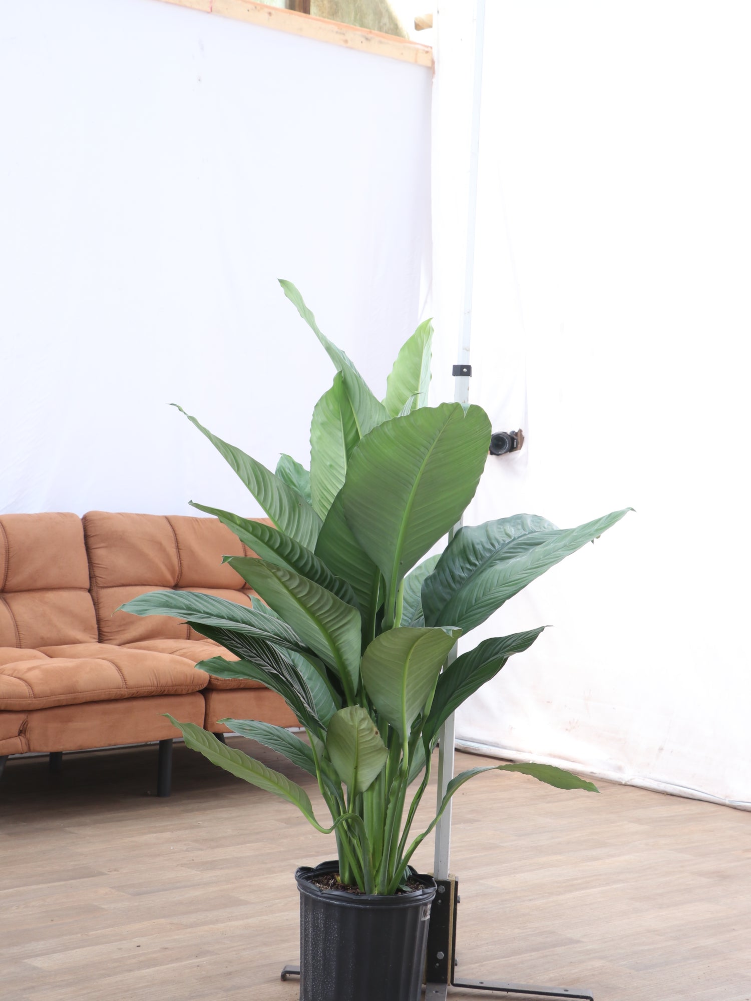 3-5 FT Sensation Peace Lily – Dahing Plants