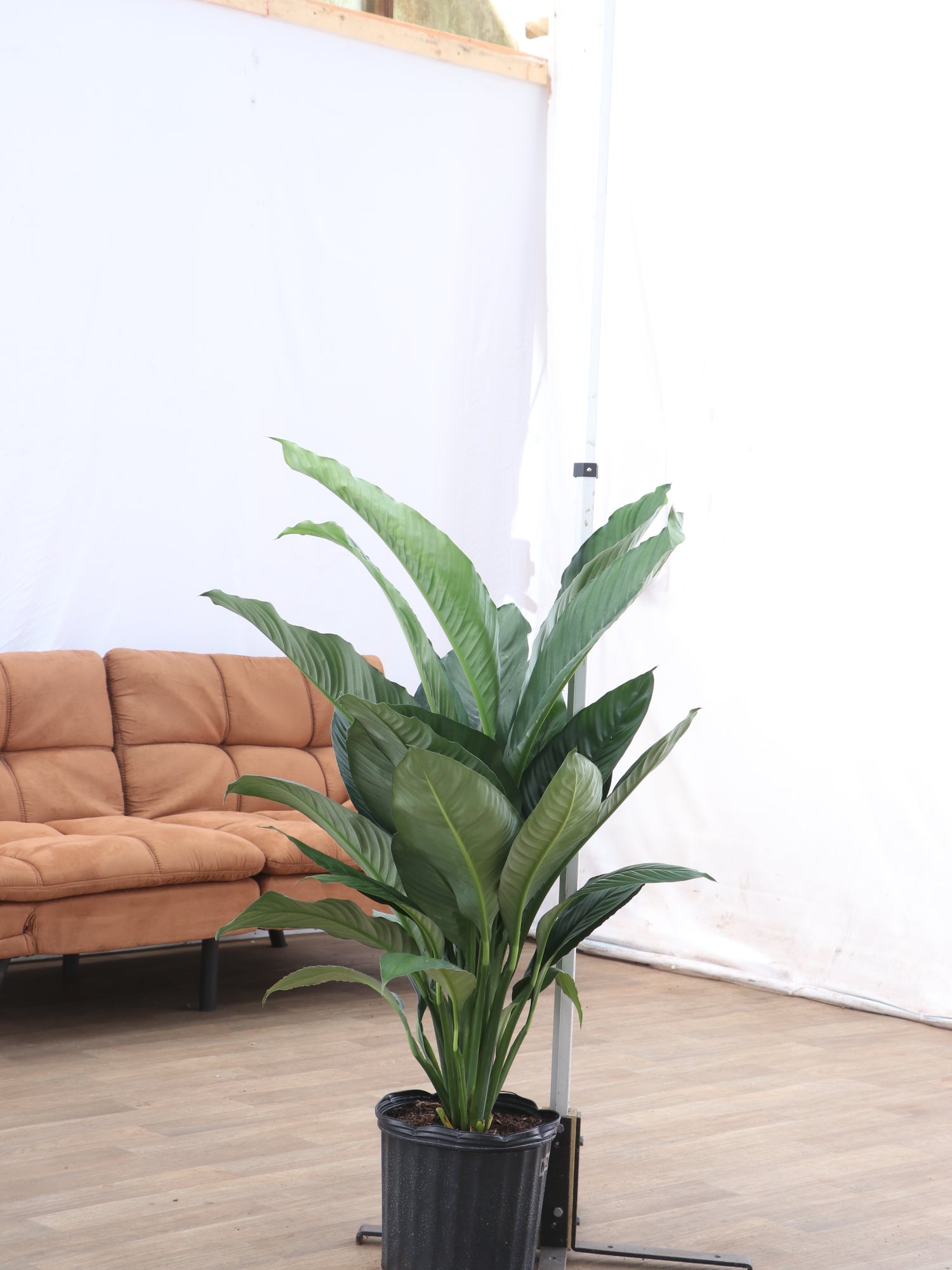 sensation plant indoor Buy Sensation Peace Lily Online | Large Indoor Plant