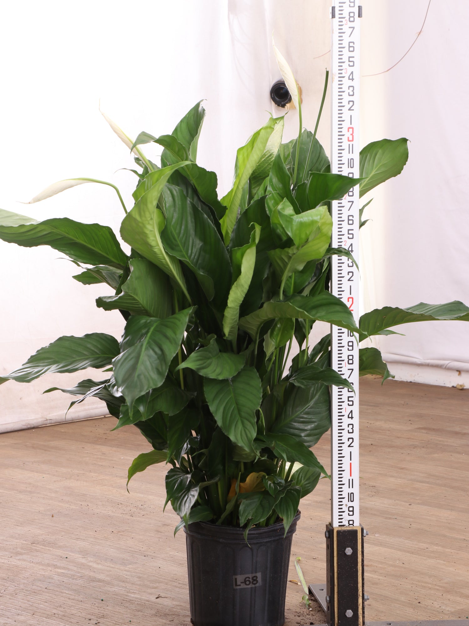 where to buy peace lily Buy Large Peace Lily Online | Large Indoor Plant