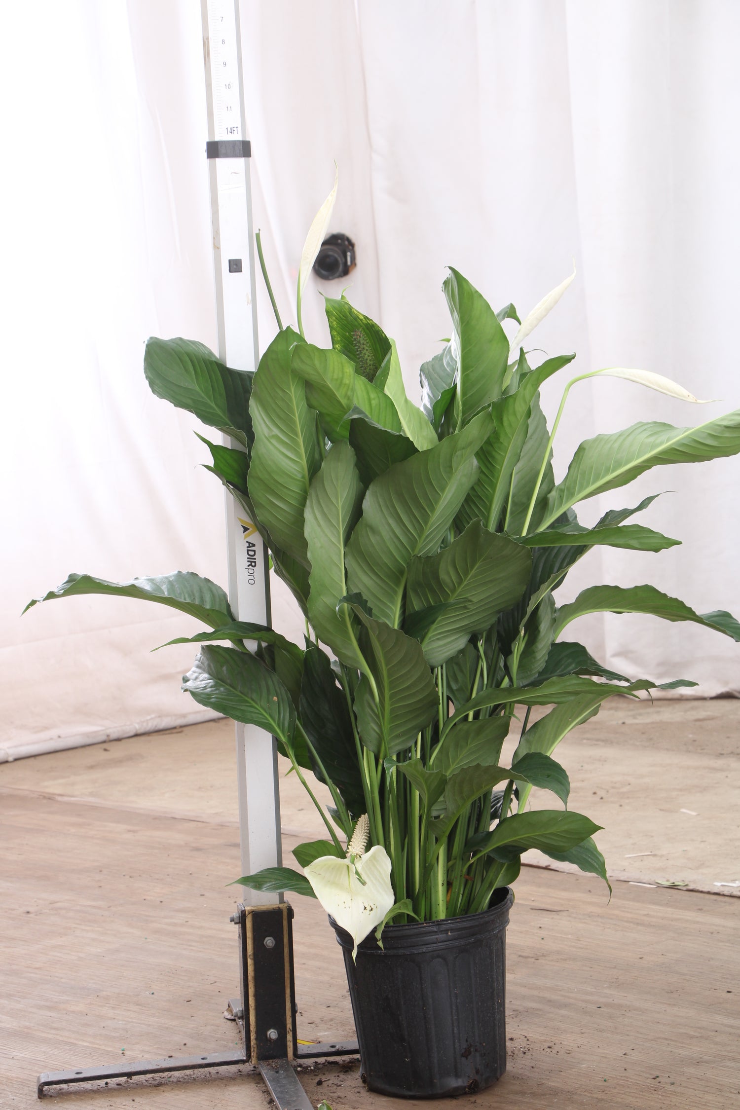big peace lily Buy Large Peace Lily Online | Large Indoor Plant