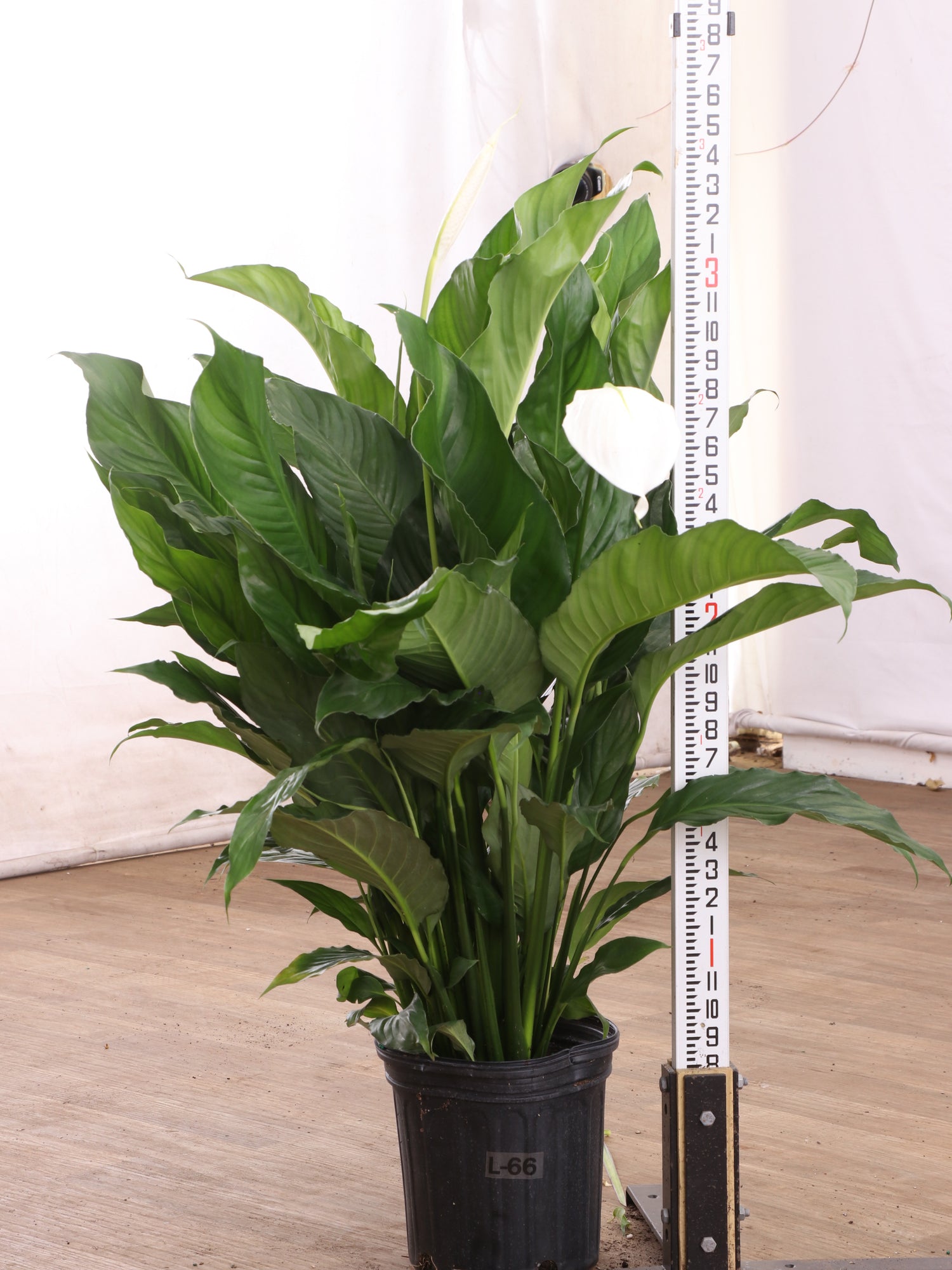 cost of peace lily plant Buy Large Peace Lily Online | Large Indoor Plant