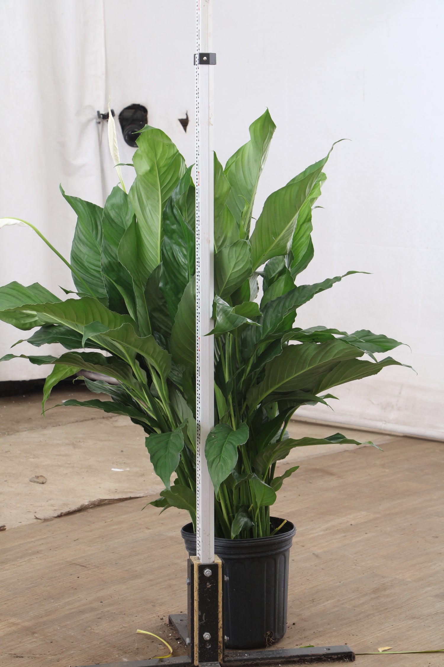 largest peace lily Buy Large Peace Lily Online | Large Indoor Plant