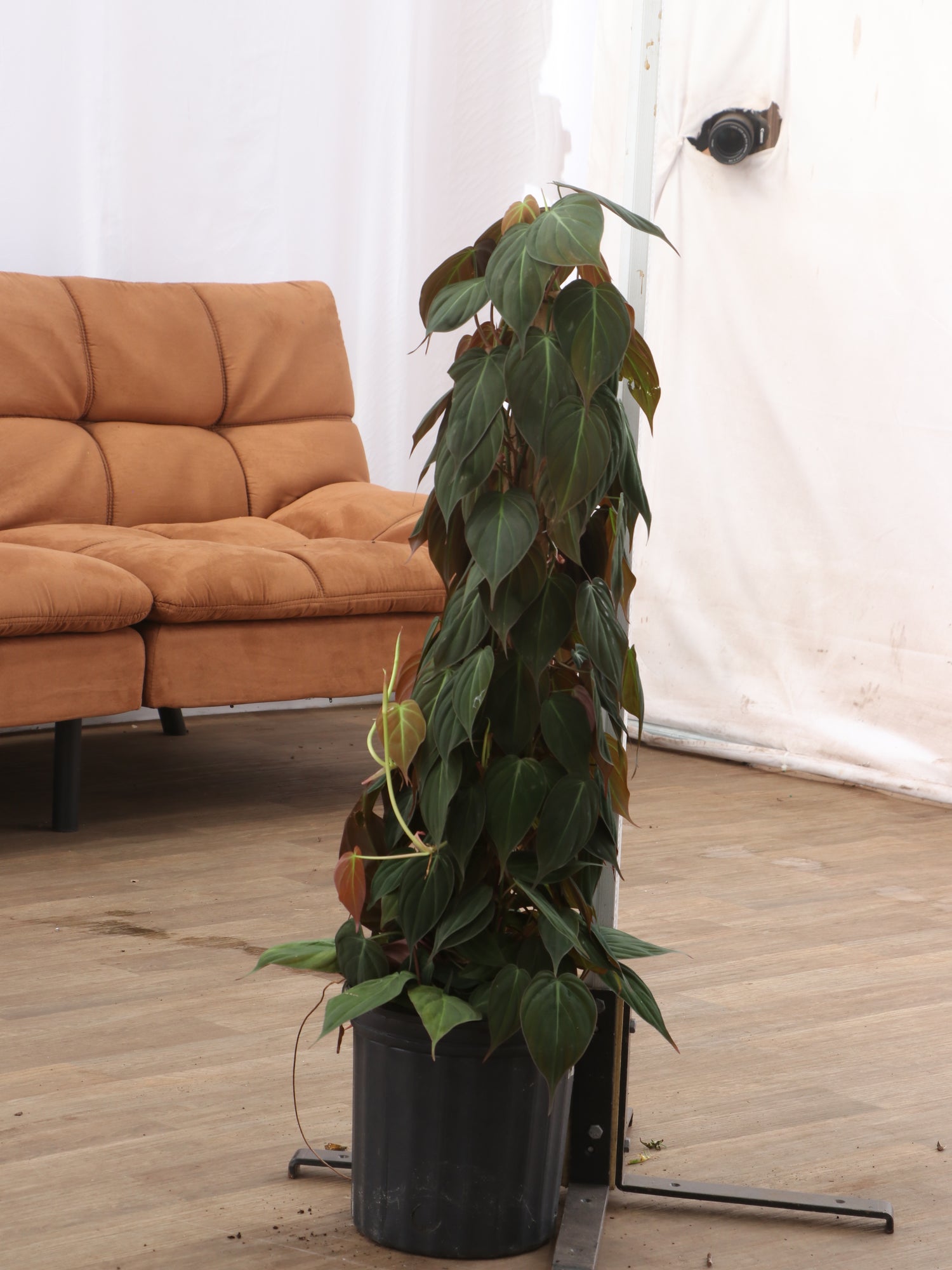 philodendron micans pole Large Philodendron Mican Pole