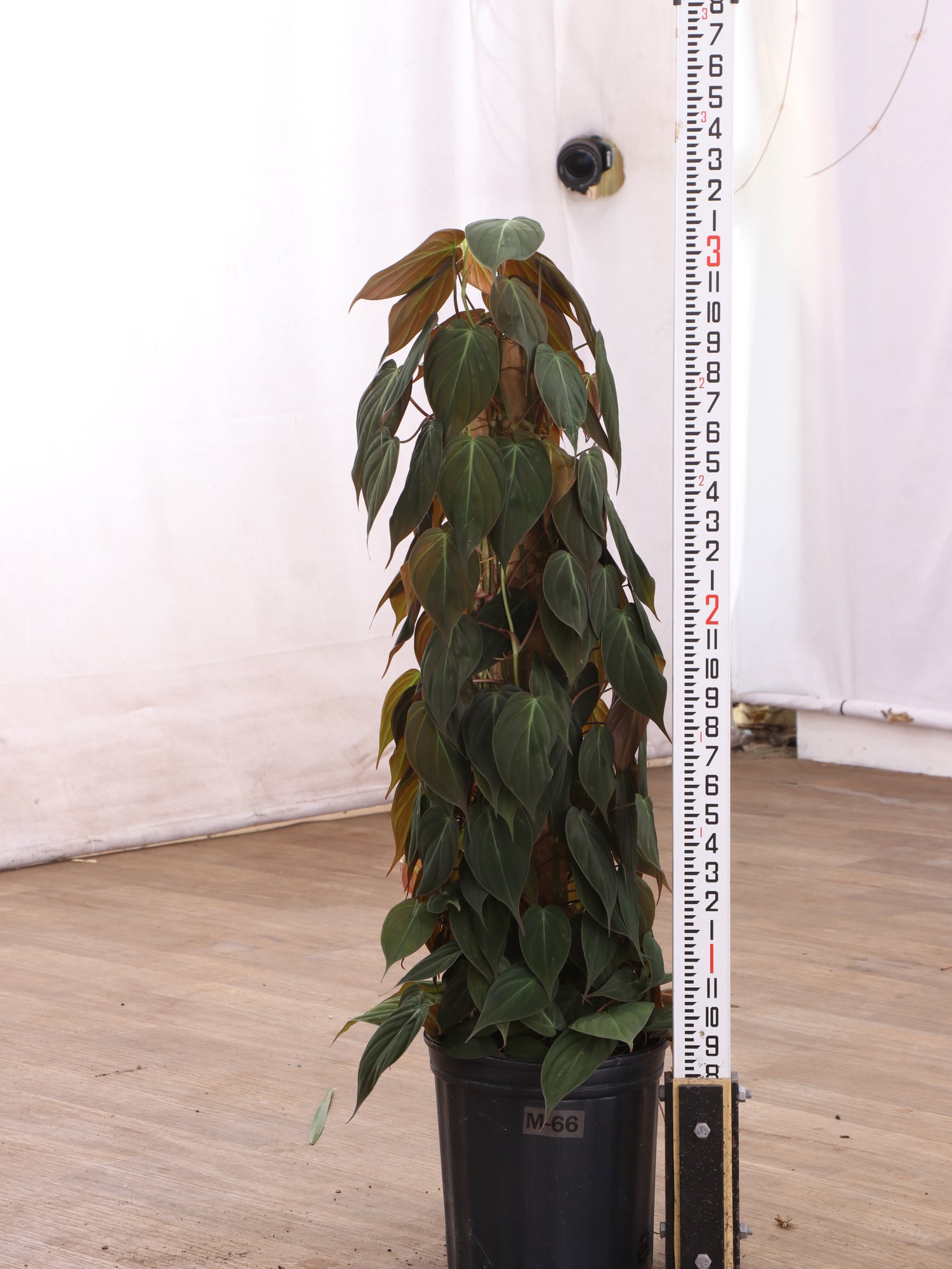 philodendron micans buy online Large Philodendron Mican Pole