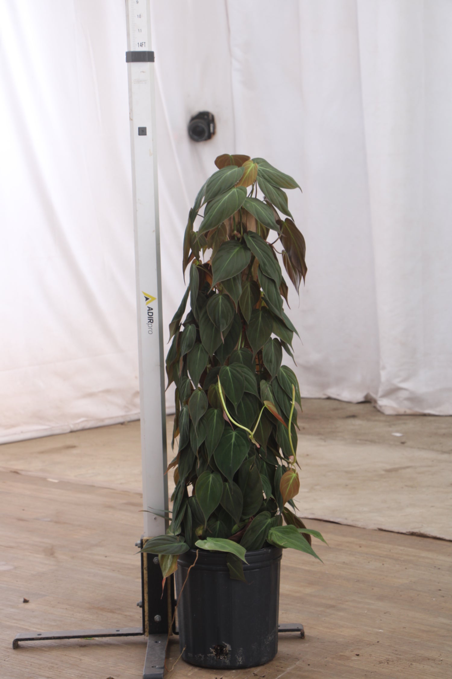 philodendron micans pole Large Philodendron Mican Pole