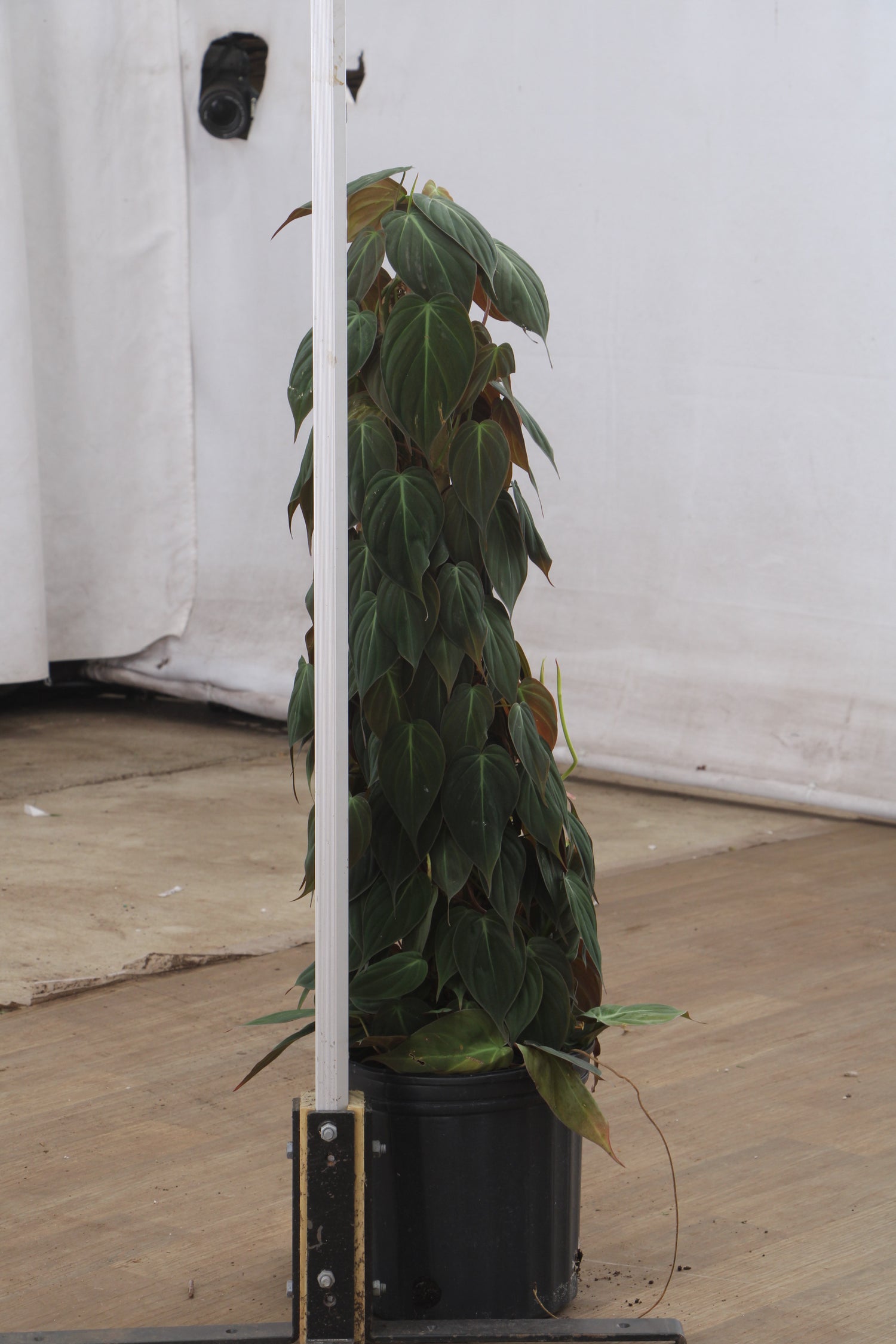 philodendron micans pole Large Philodendron Mican Pole