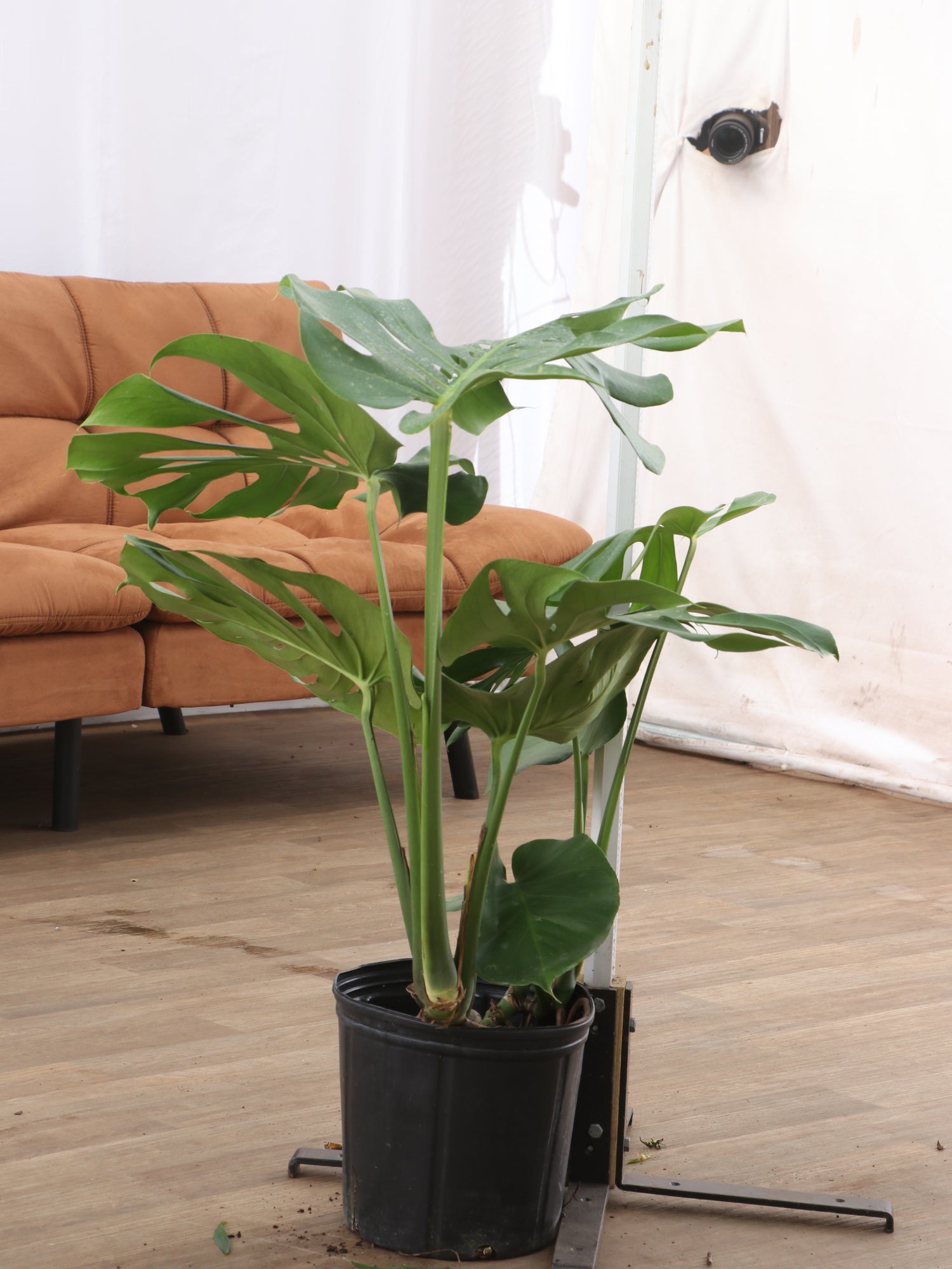 3-5 FT Monstera Deliciosa
