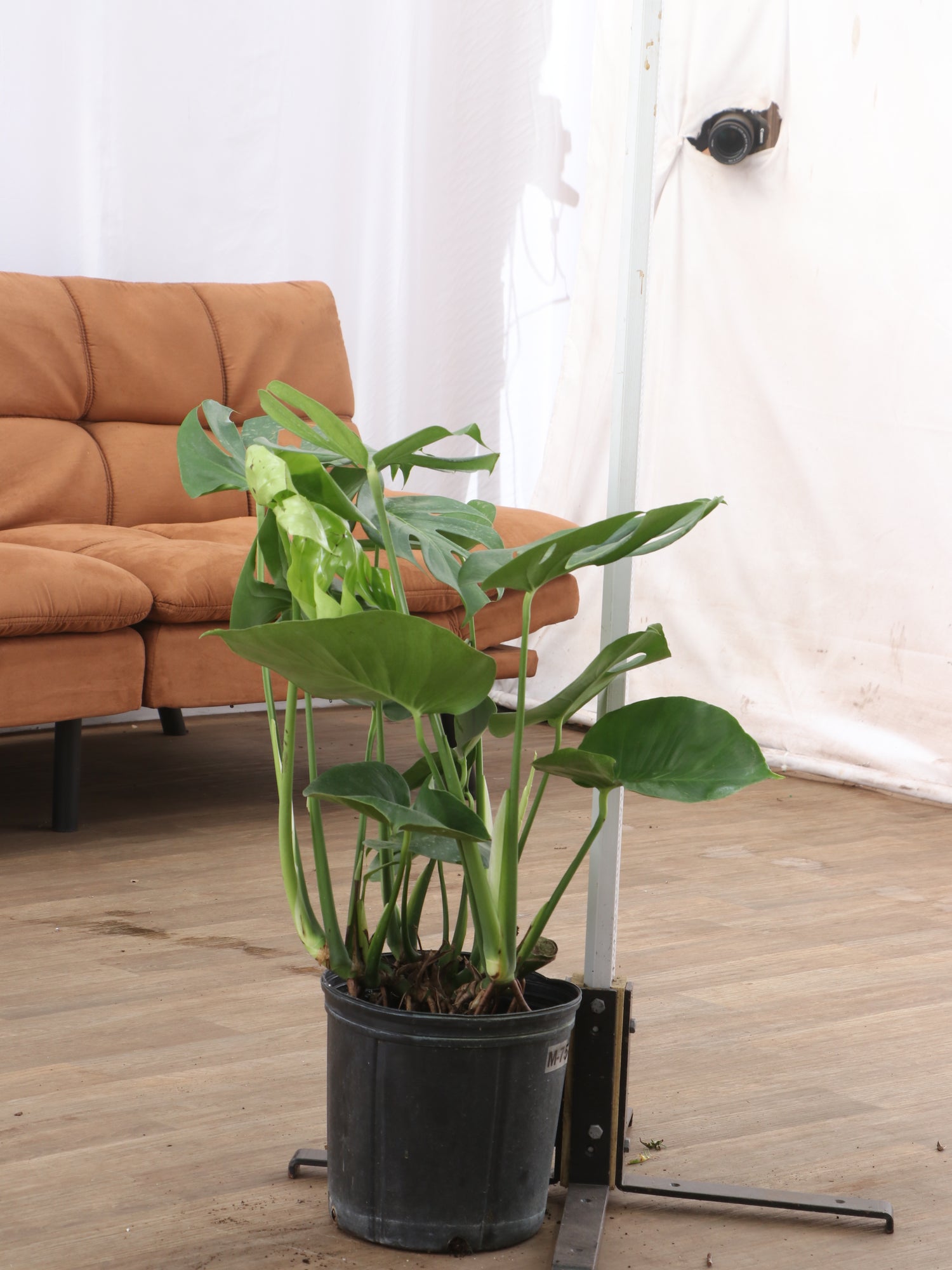 3-5 FT Monstera Deliciosa