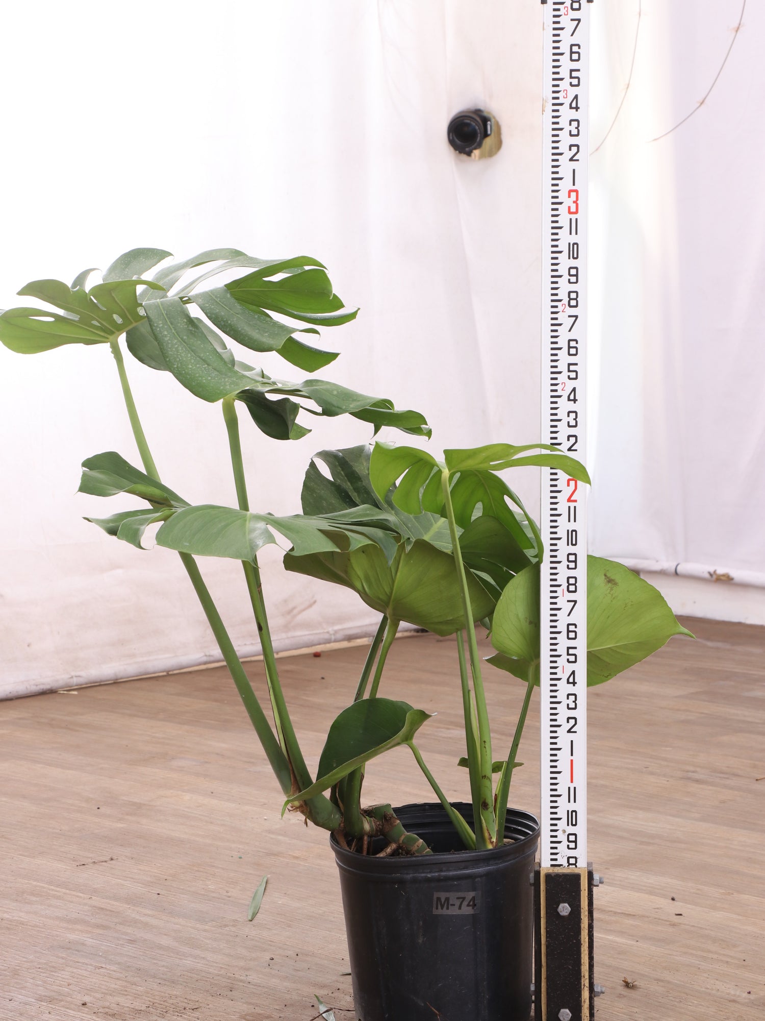 3-5 FT Monstera Deliciosa