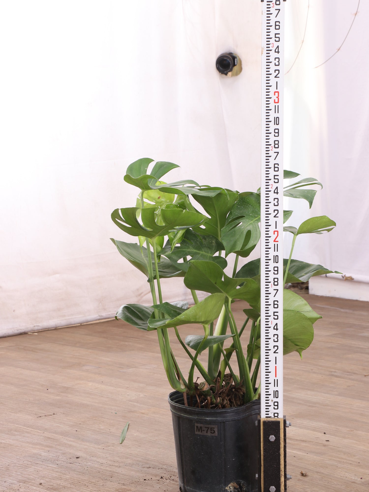 3-5 FT Monstera Deliciosa