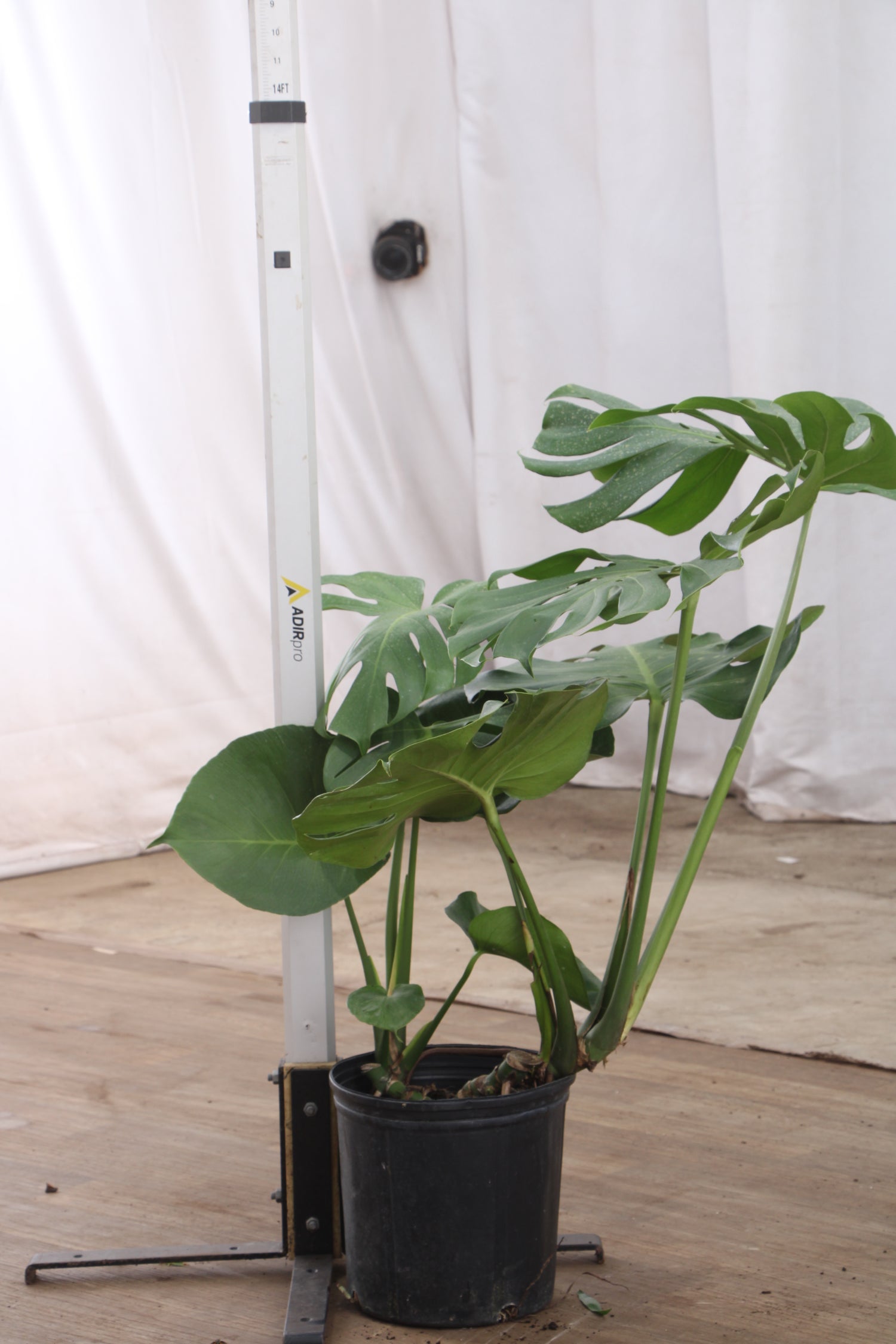 3-5 FT Monstera Deliciosa