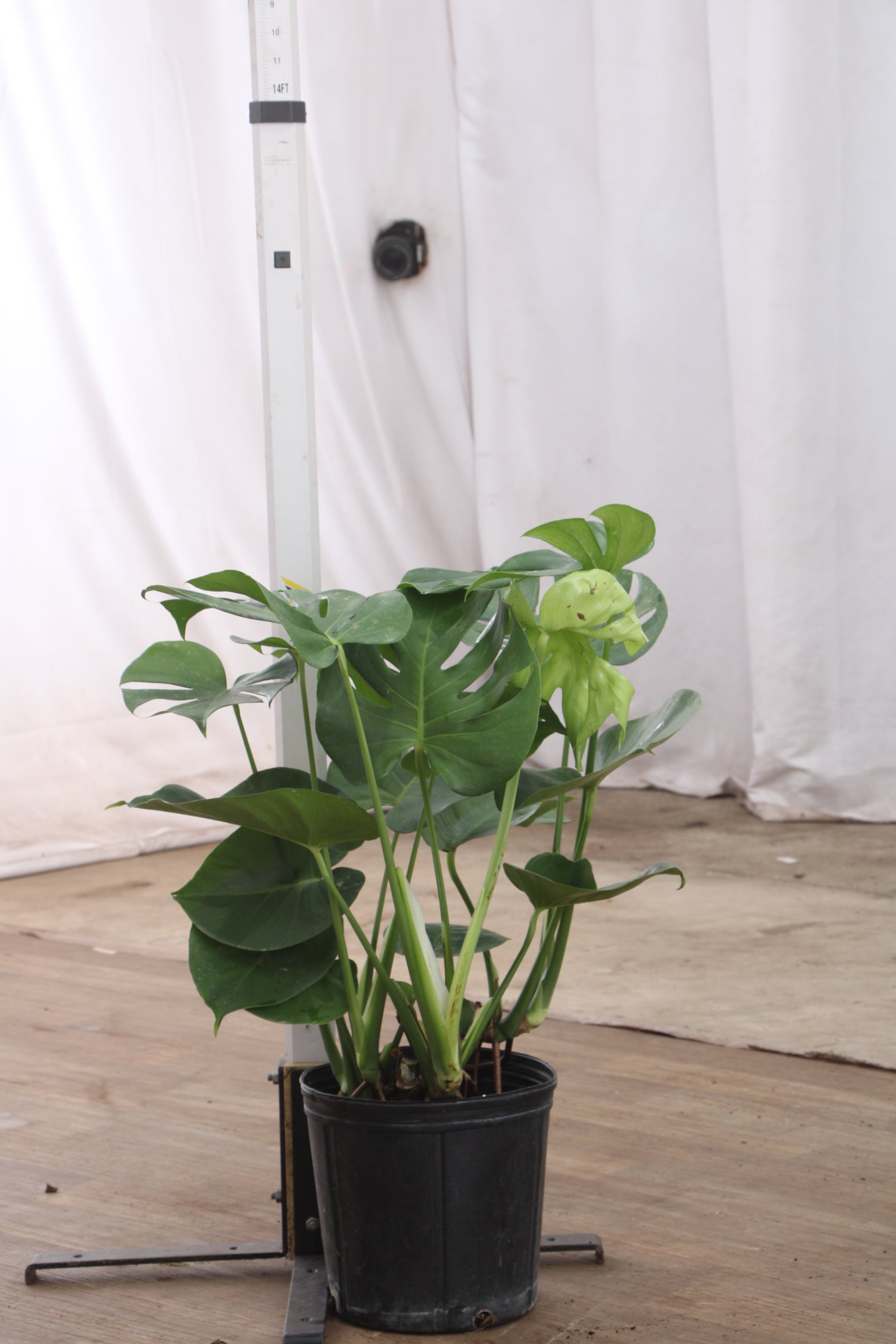 desenio monstera 3-5 FT Monstera Deliciosa