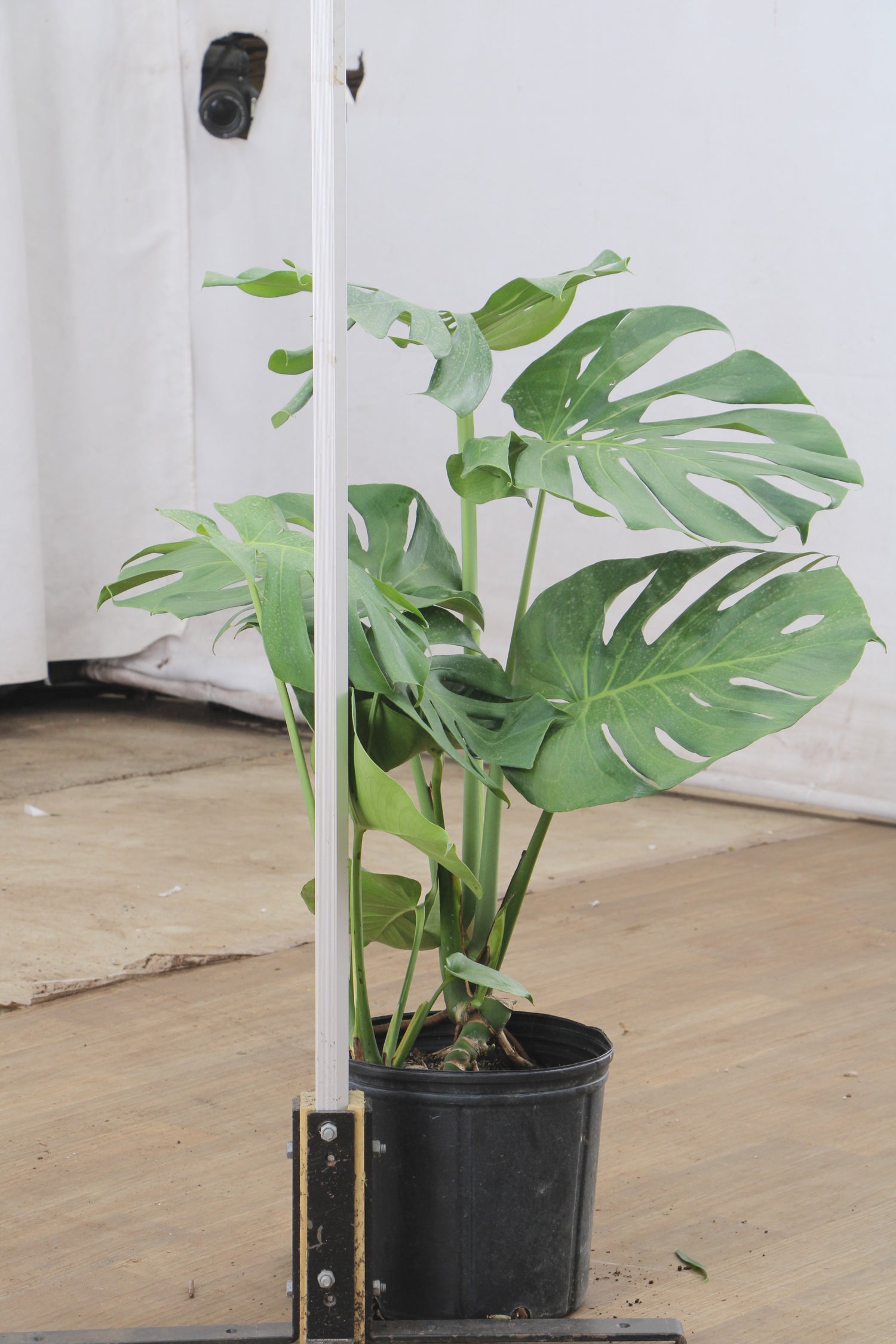3-5 FT Monstera Deliciosa