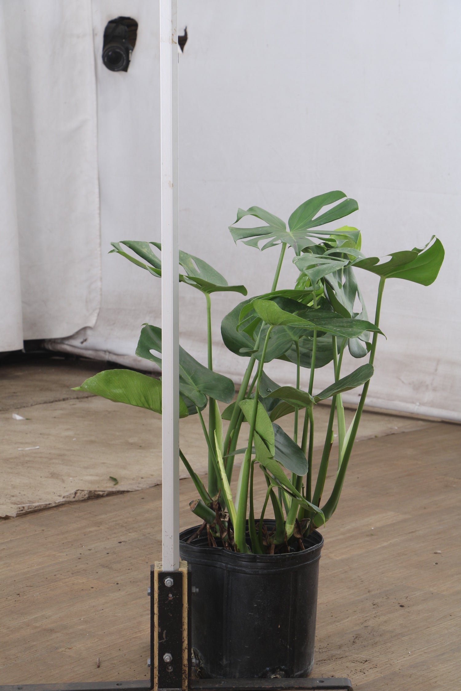 where to buy large monstera plant Buy Monstera deliciosa Online | Large Indoor Plant