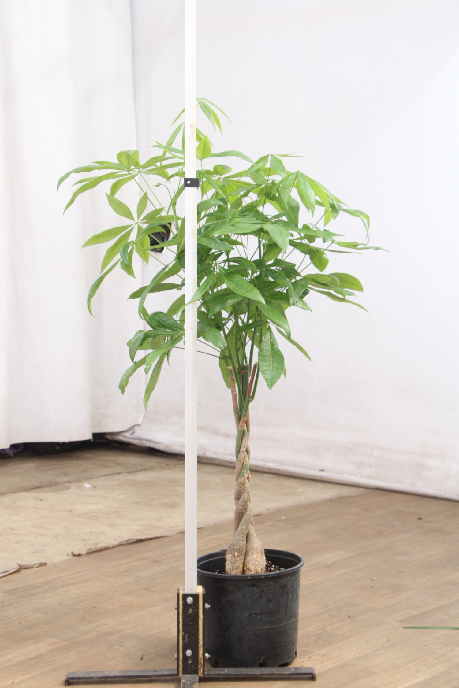 money tree plant at home depot Buy Large Money Tree Online | Large Indoor Plant