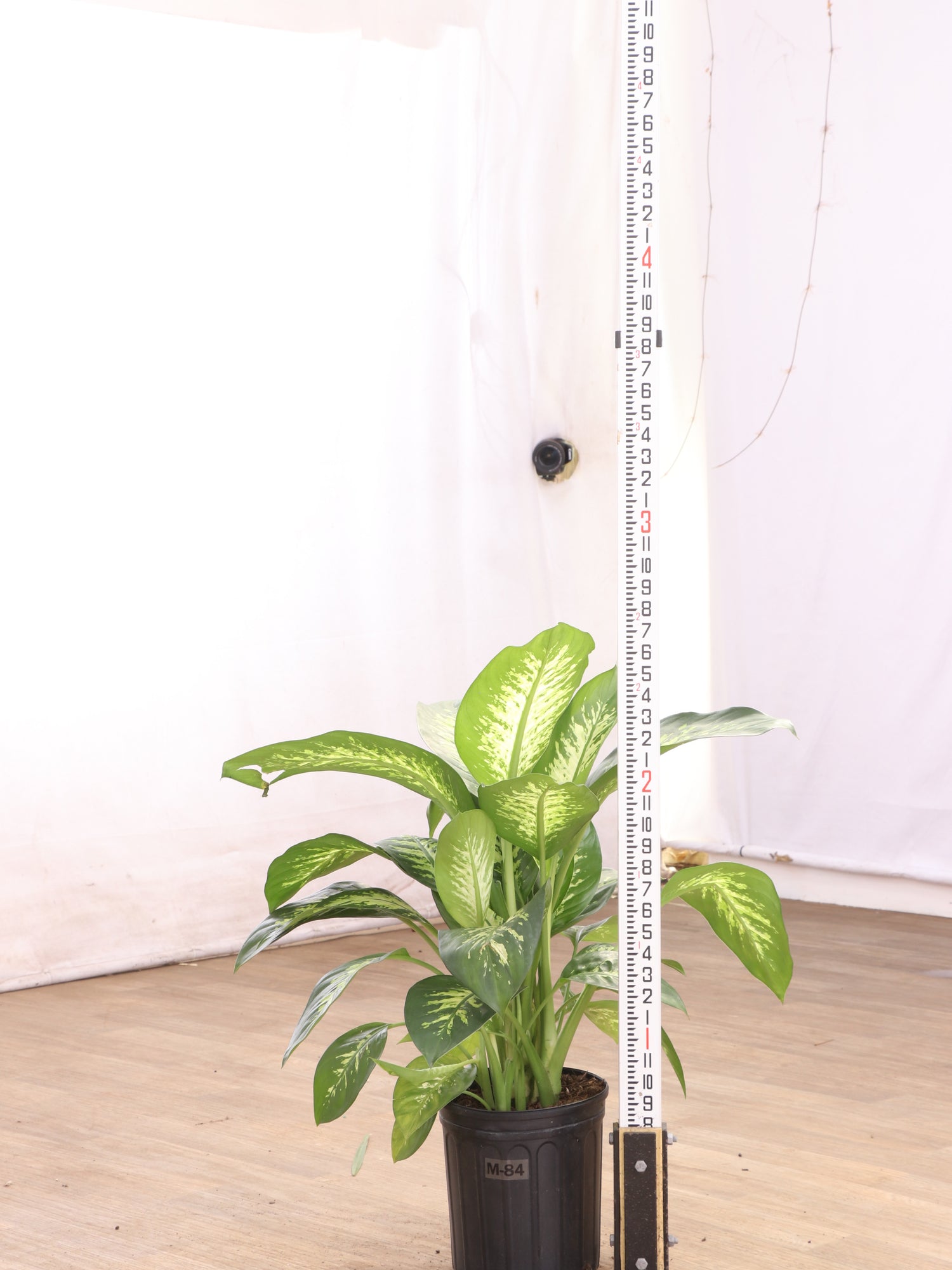 dieffenbachia online Large Dieffenbachia 'Tropic Snow'