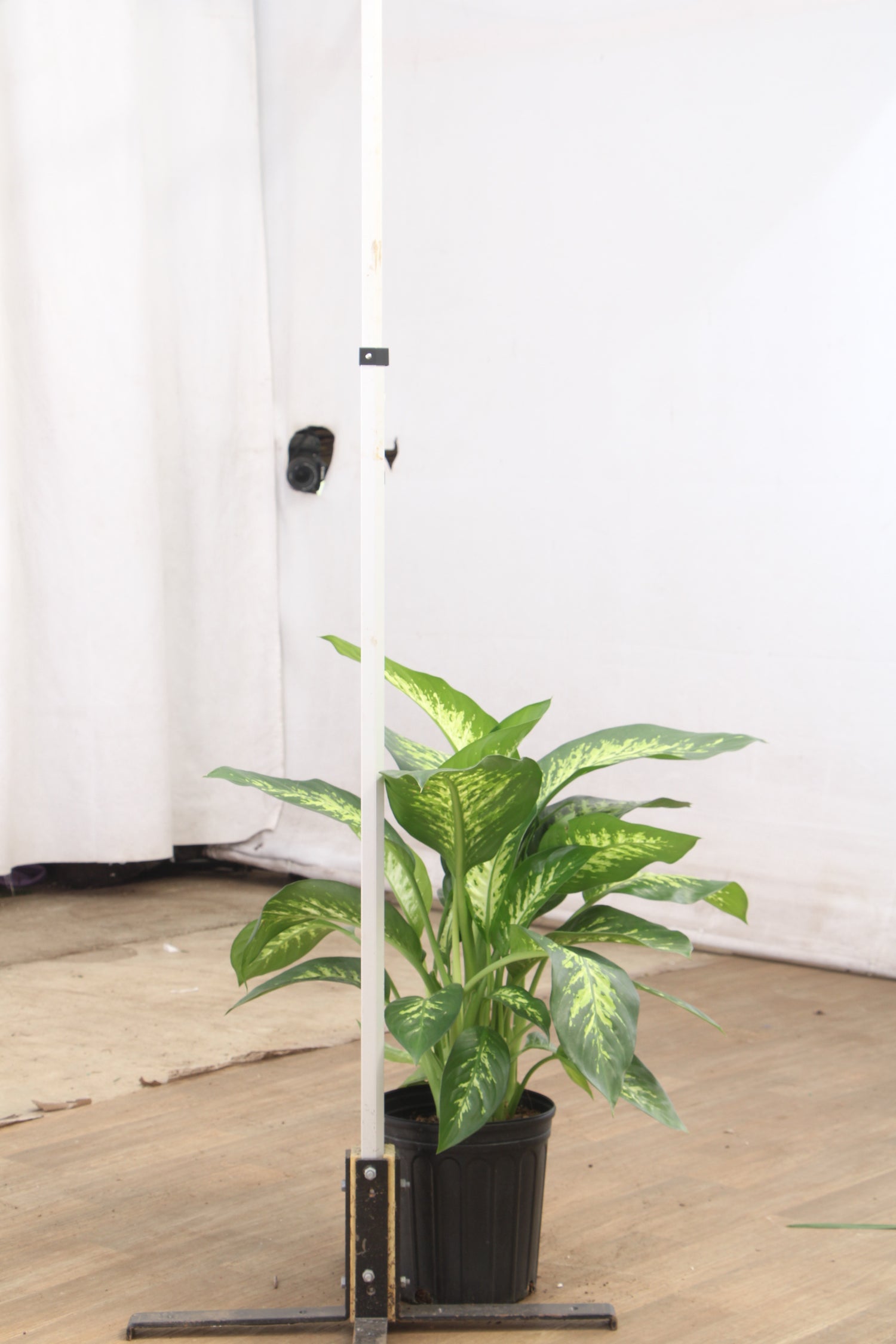 dieffenbachia moss pole Buy Dieffenbachia 'Tropic Snow' Online | Large Indoor Plant
