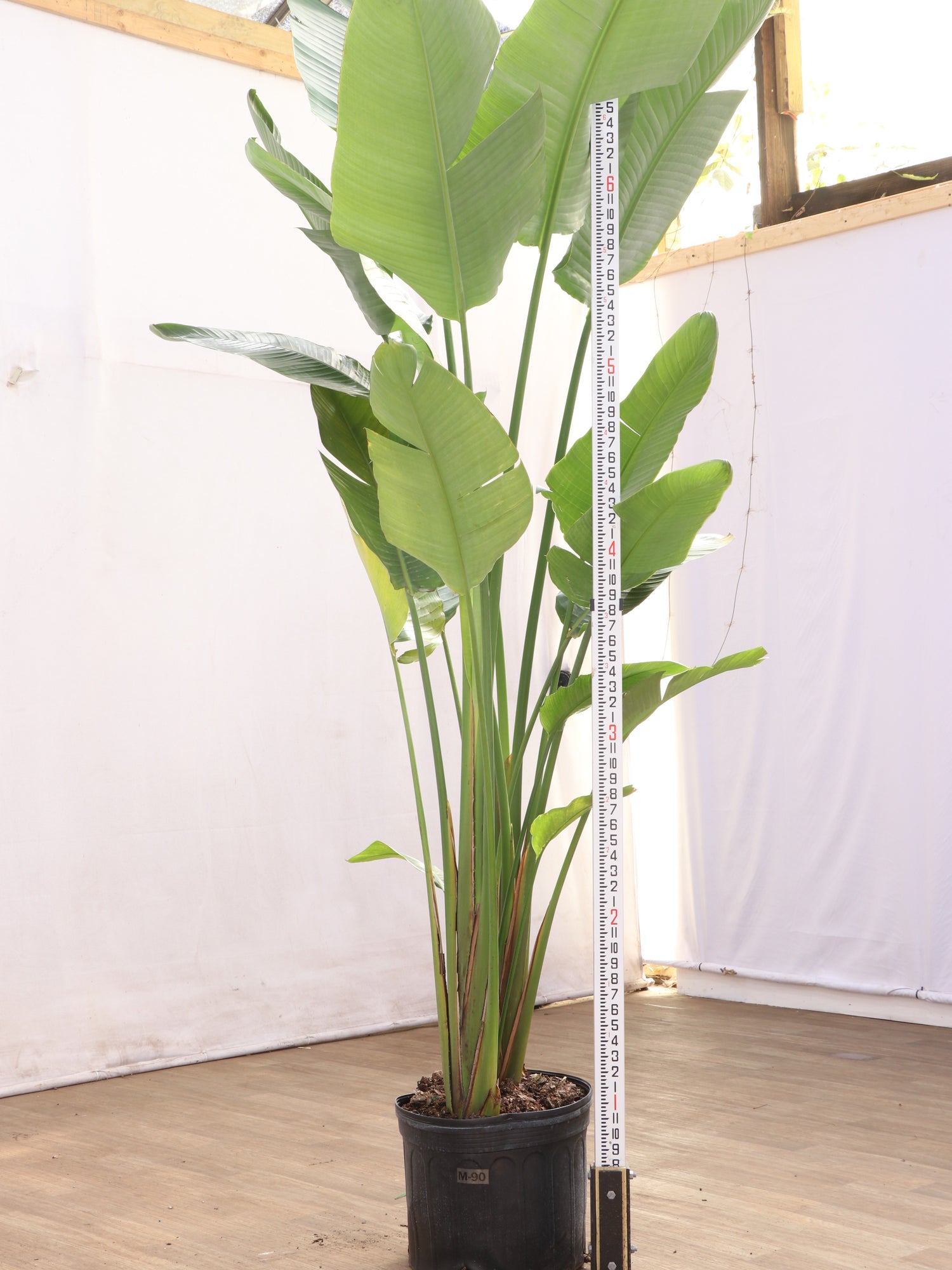 large indoor bird of paradise plant 6-8FT Bird-of-Paradise