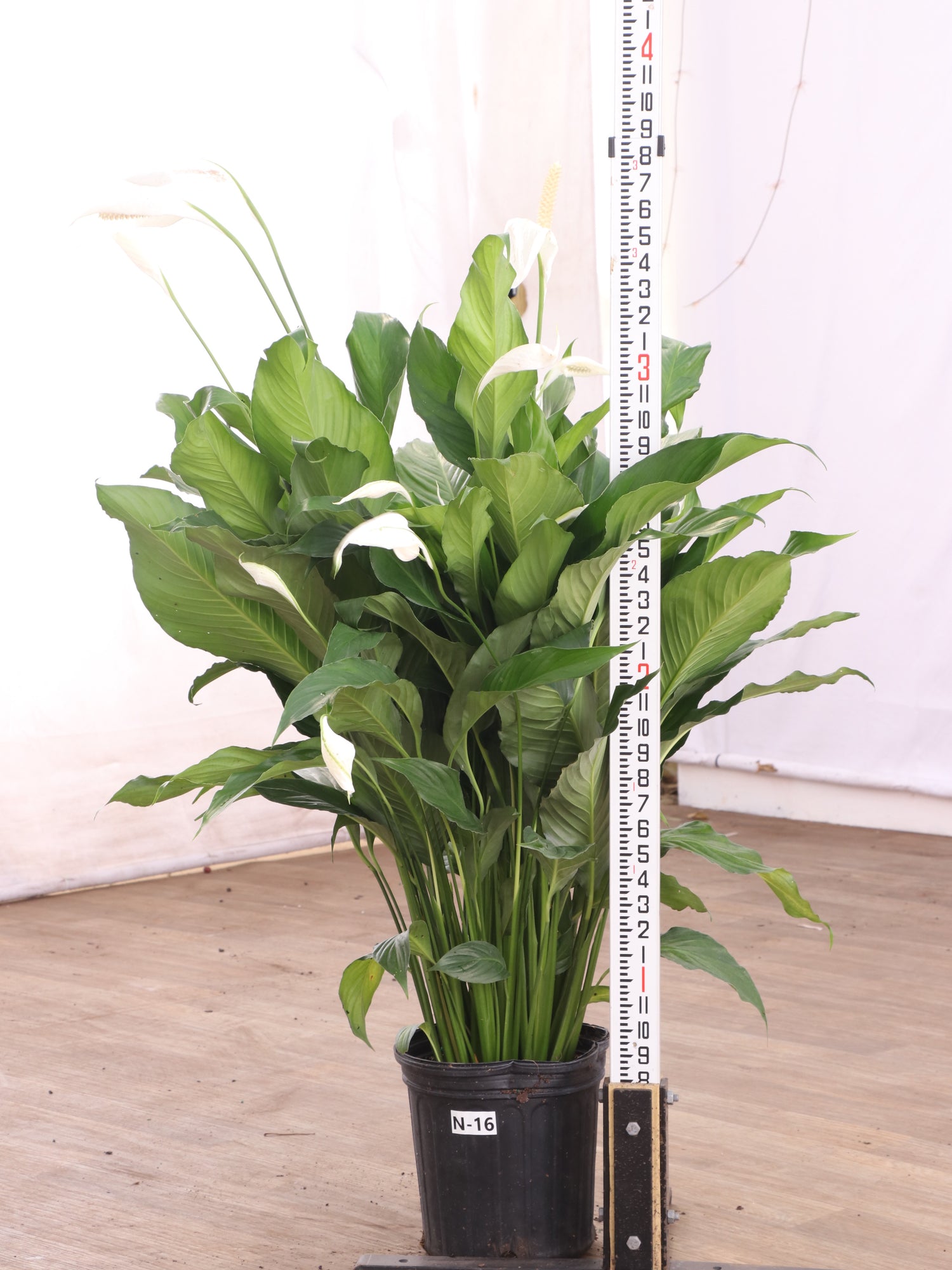large peace lily price Buy Large Peace Lily Online | Large Indoor Plant