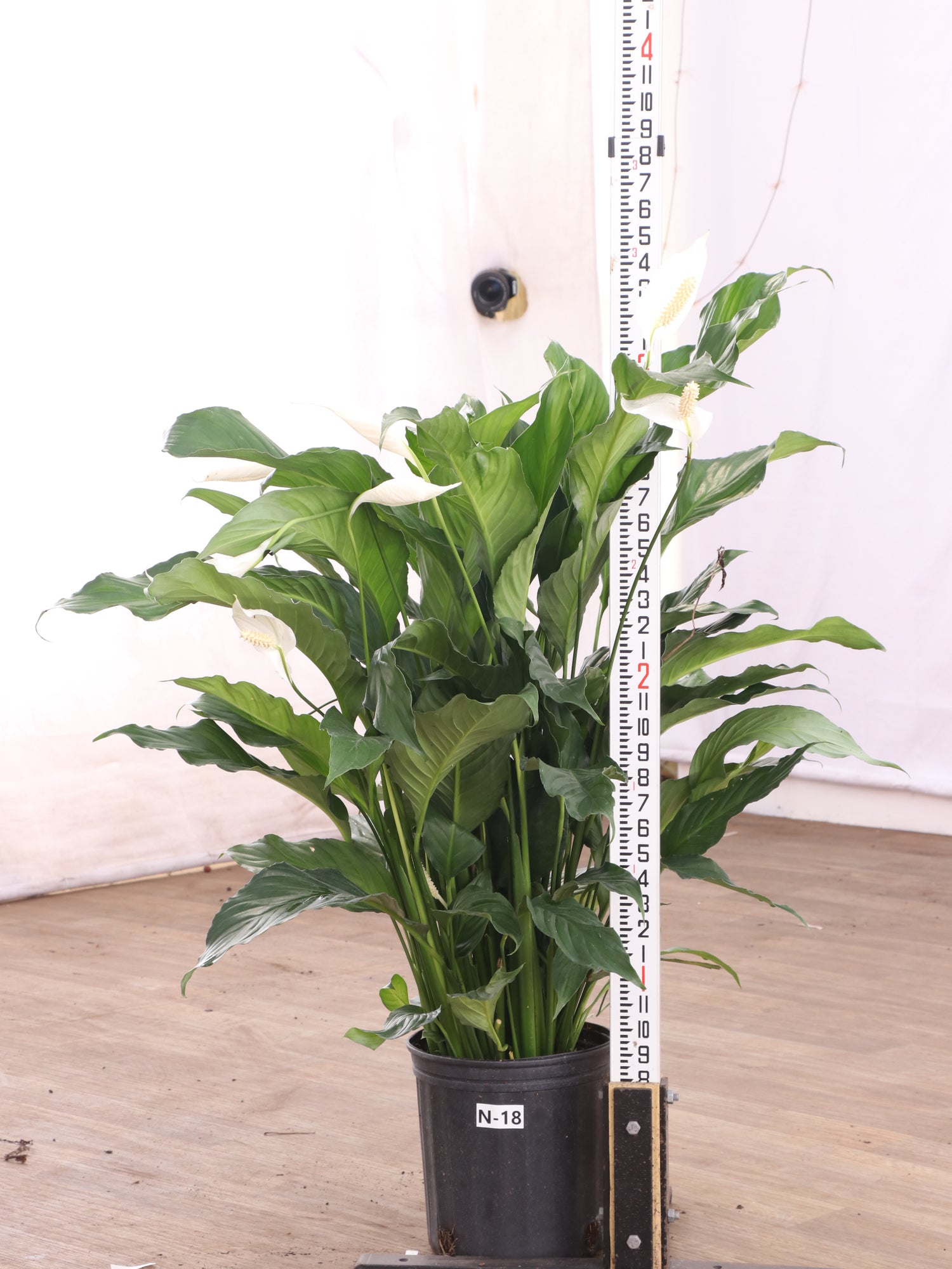 biggest peace lily Buy Large Peace Lily Online | Large Indoor Plant