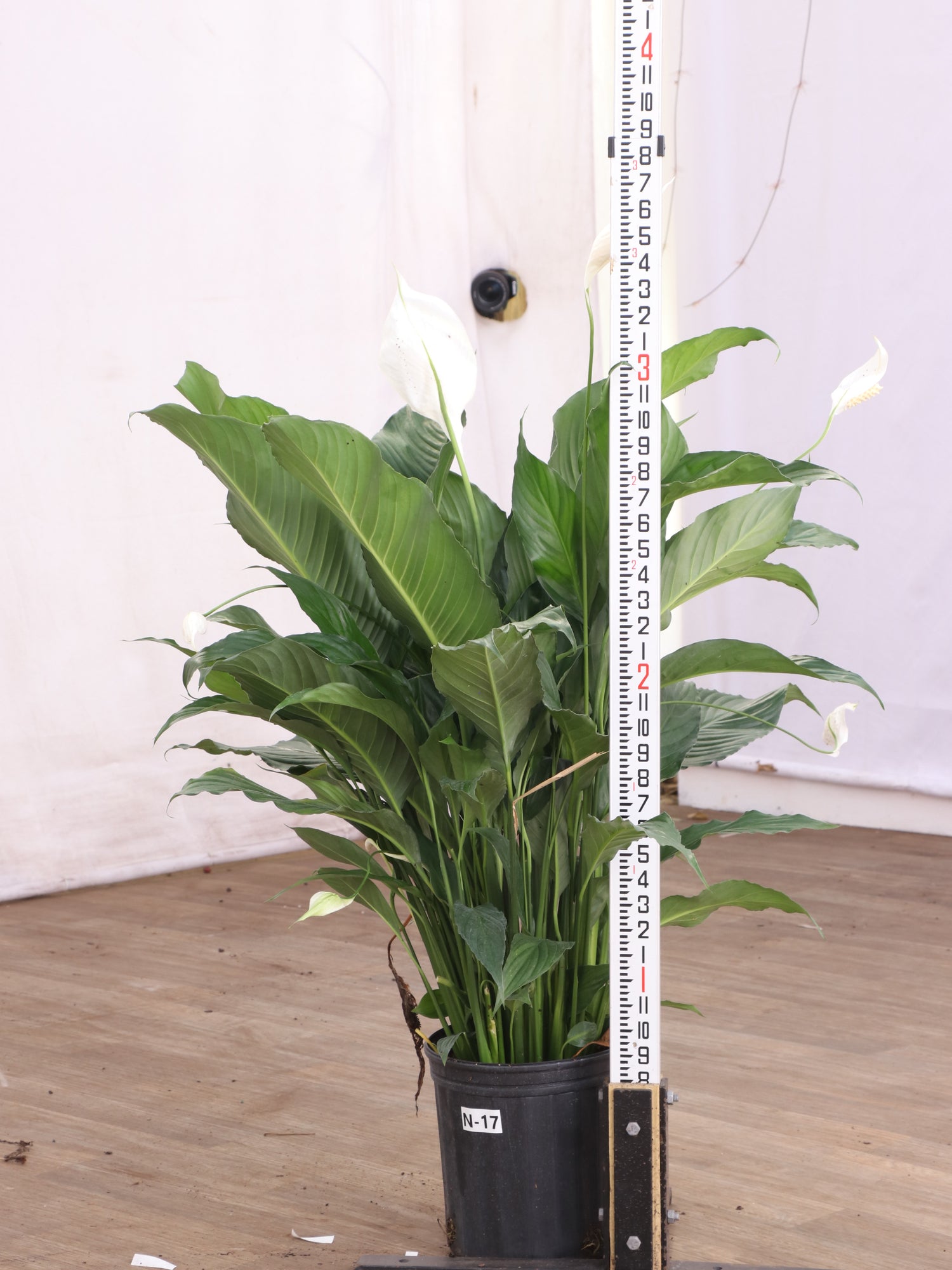 tall peace lily plant Buy Large Peace Lily Online | Large Indoor Plant