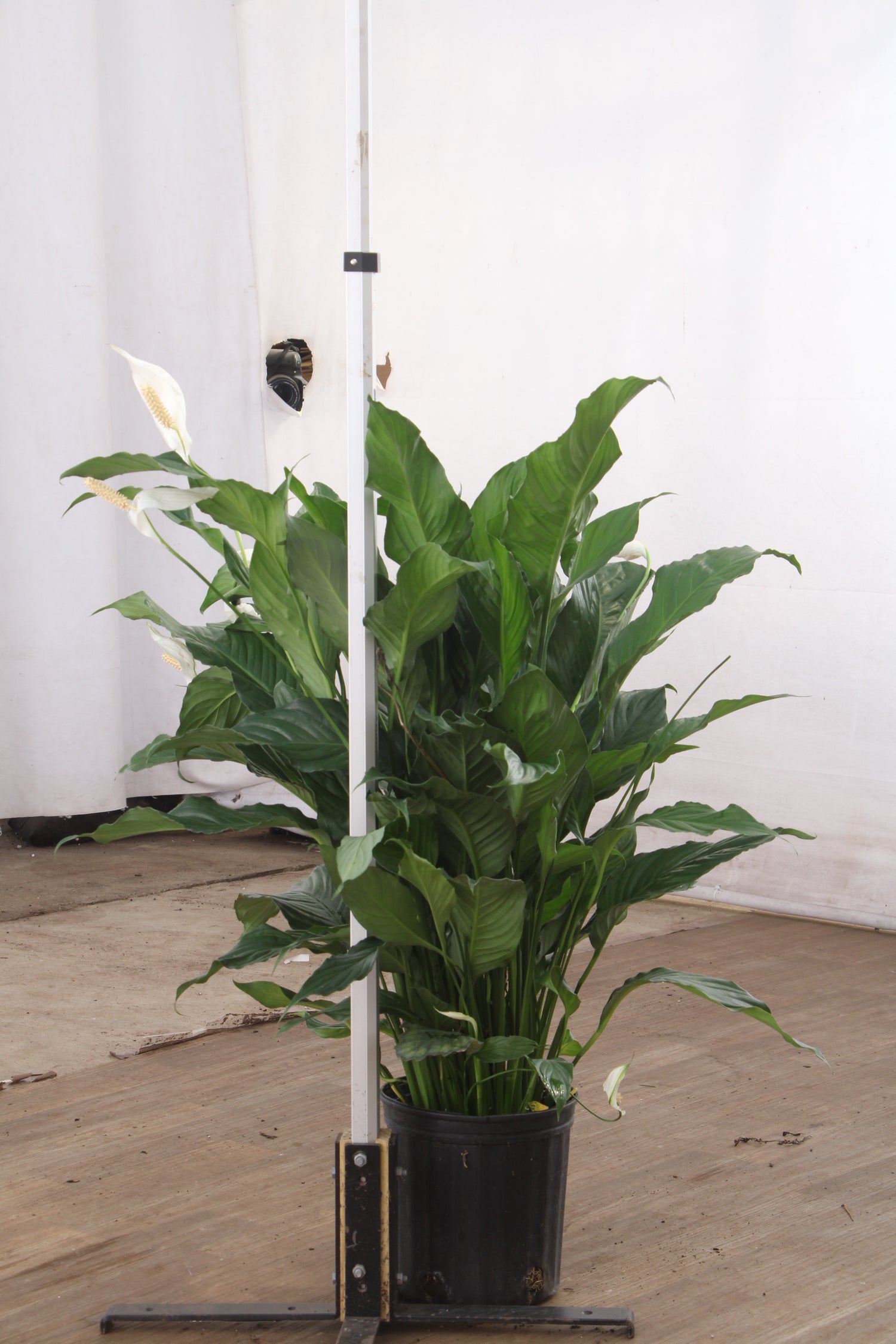 peace lily seeds near me Buy Large Peace Lily Online | Large Indoor Plant