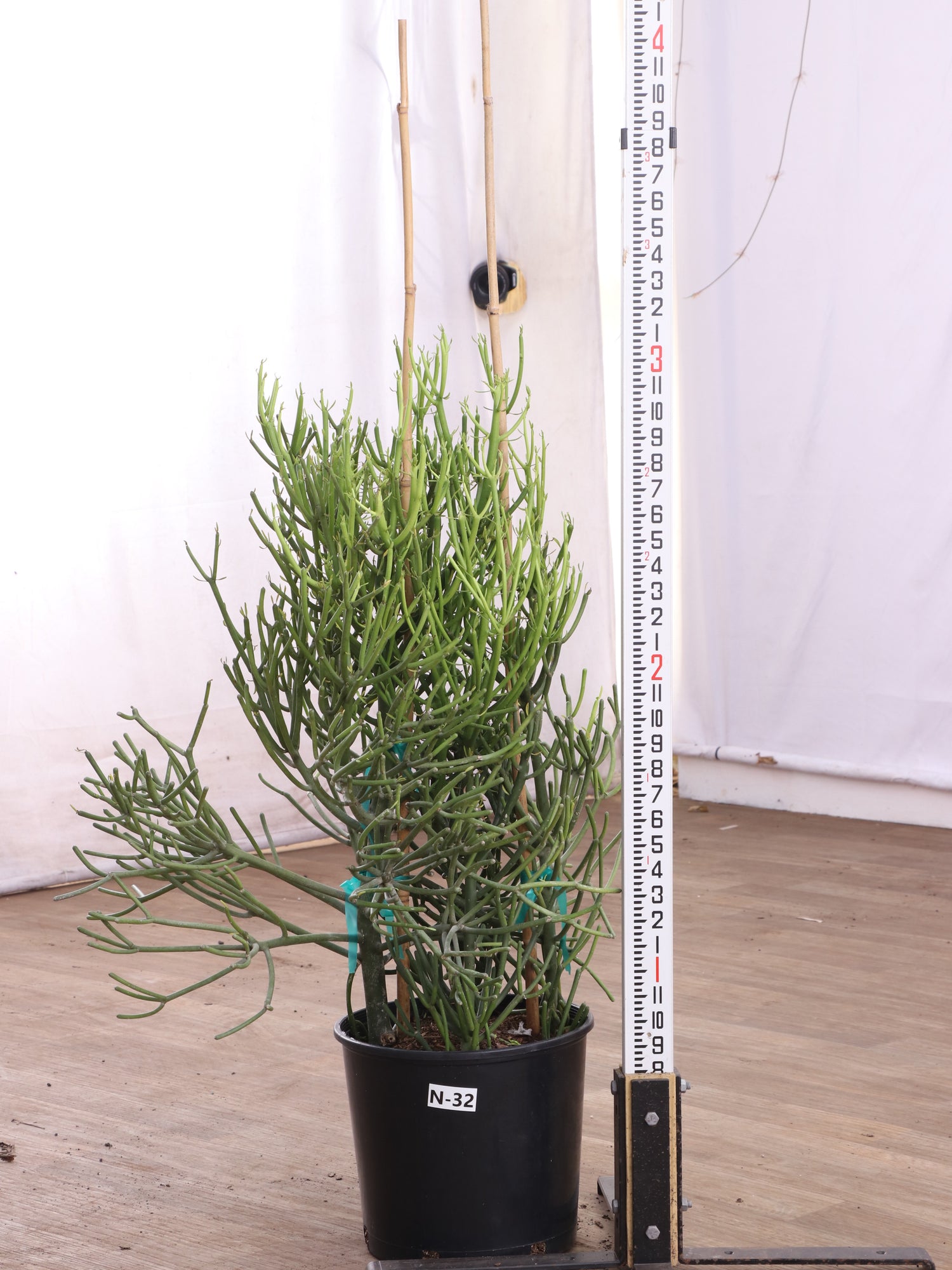 pencil cactus height 3-5 FT Pencil Cactus – Dahing Plants