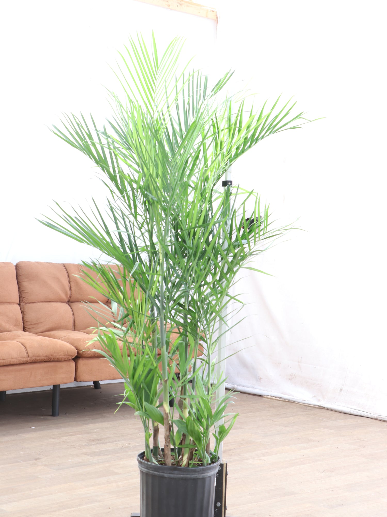 bamboo palm indoor plant 3-5 FT Bamboo Palm